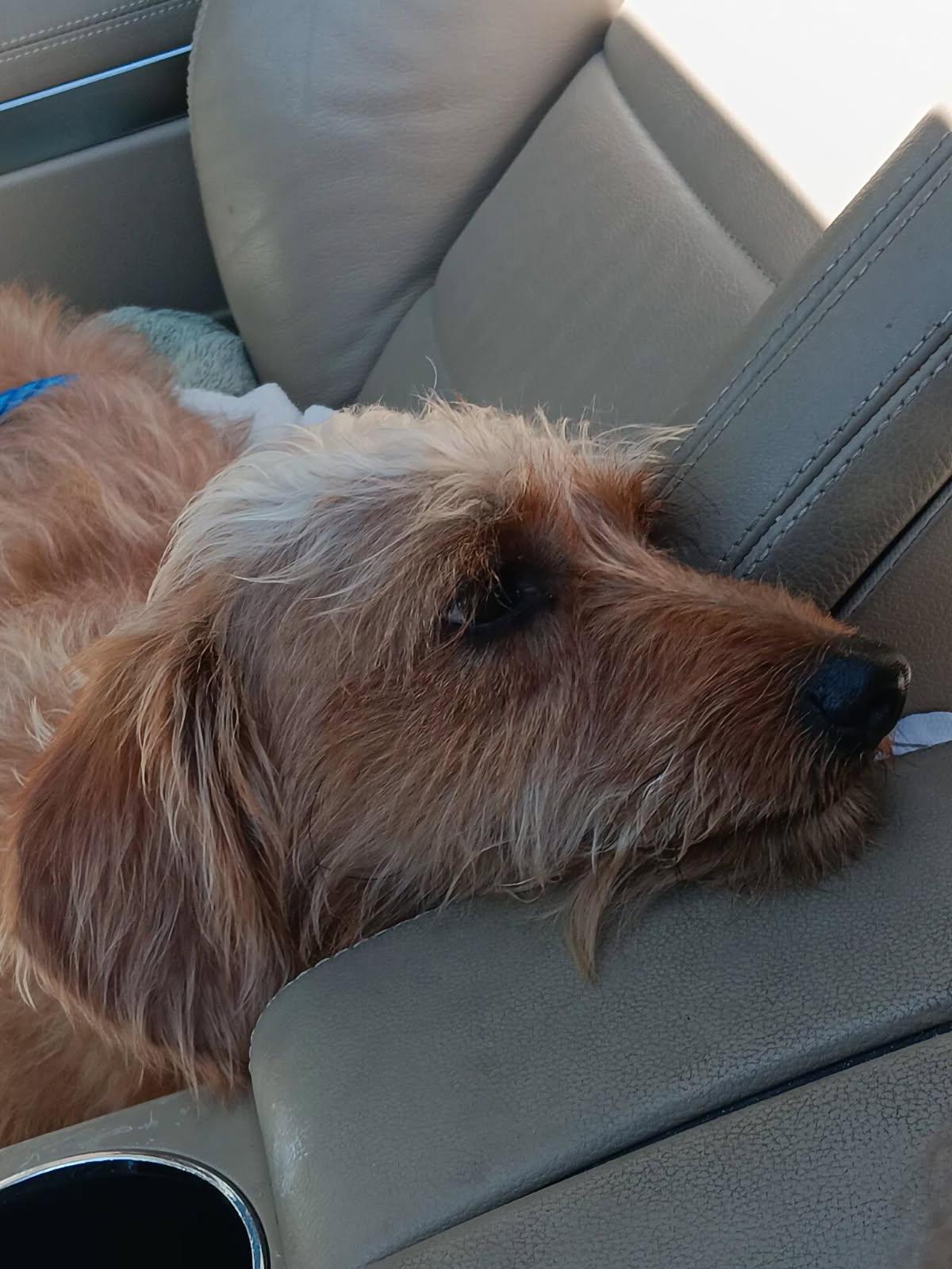 Enlarge Howie, a Adoptable mixed breed in Gardena, CA image 4/4