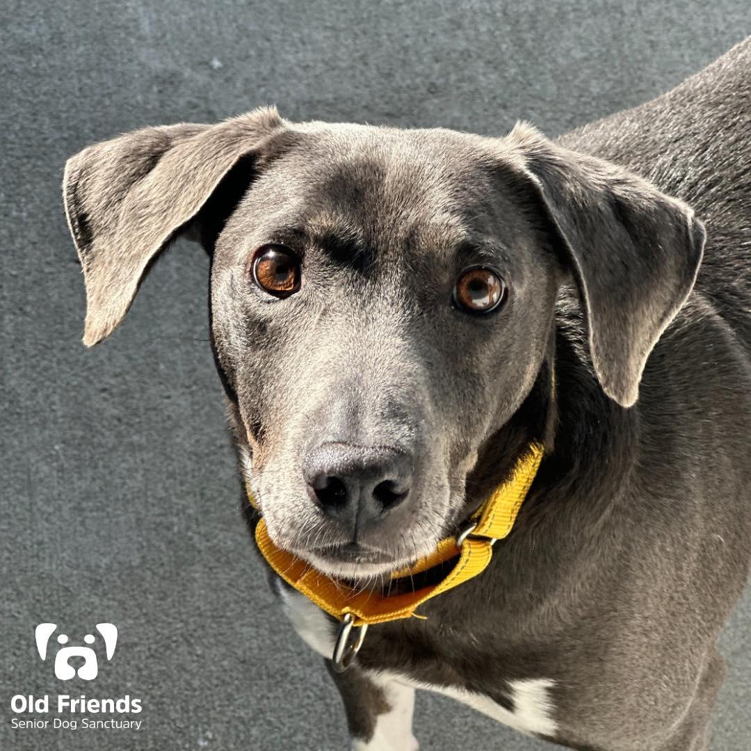Ackley, Adoptable, Senior Male Hound.