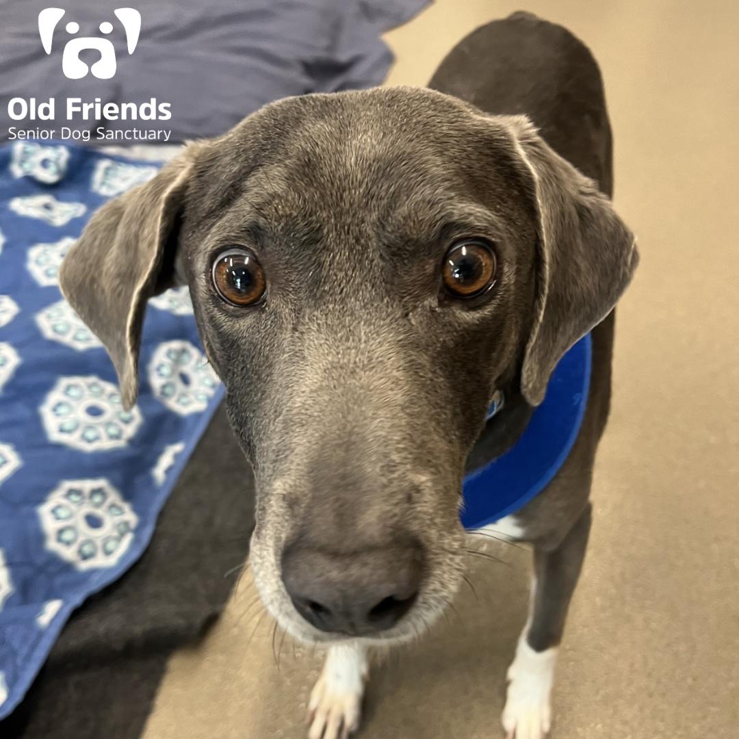 Ackley, a Adoptable mixed breed in Mount Juliet, TN image 2/2