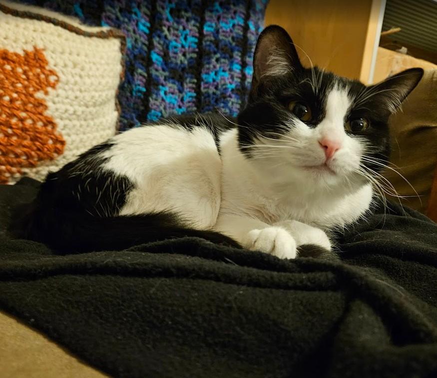 Enlarge Laurel Kindred, a Adoptable mixed breed in Denver, CO image 5/6