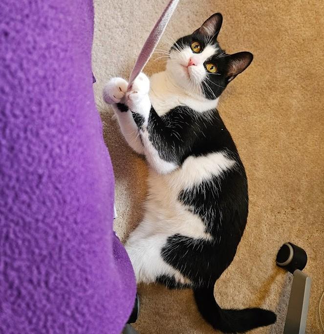 Laurel Kindred, Adoptable, Young Female Domestic Short Hair.