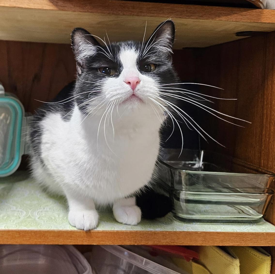 Laurel Kindred, Adoptable, Young Female Domestic Short Hair.