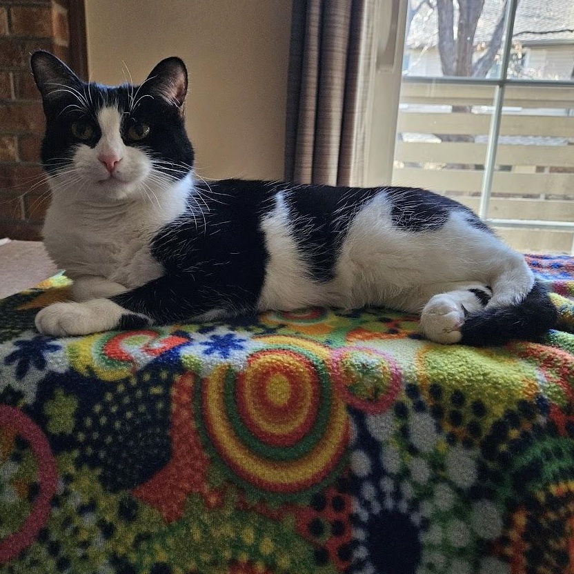 Enlarge Laurel Kindred, a Adoptable mixed breed in Denver, CO image 2/6