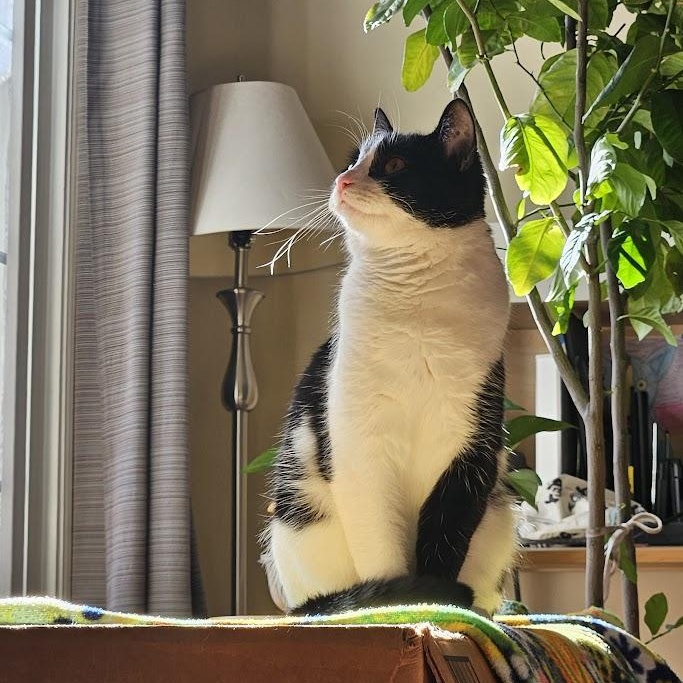 Enlarge Laurel Kindred, a Adoptable mixed breed in Denver, CO image 6/6