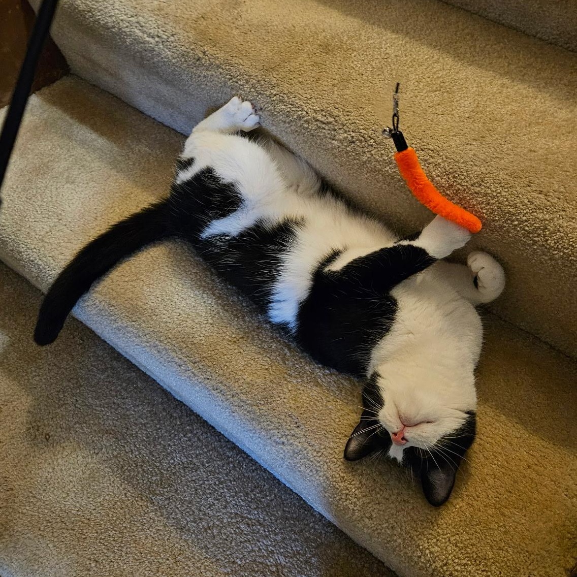 Enlarge Laurel Kindred, a Adoptable mixed breed in Denver, CO image 4/6