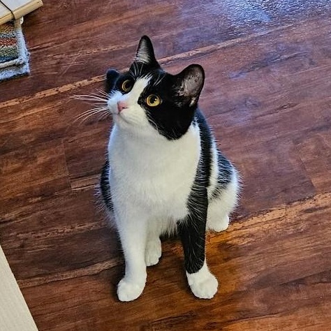 Enlarge Laurel Kindred, a Adoptable mixed breed in Denver, CO image 3/6