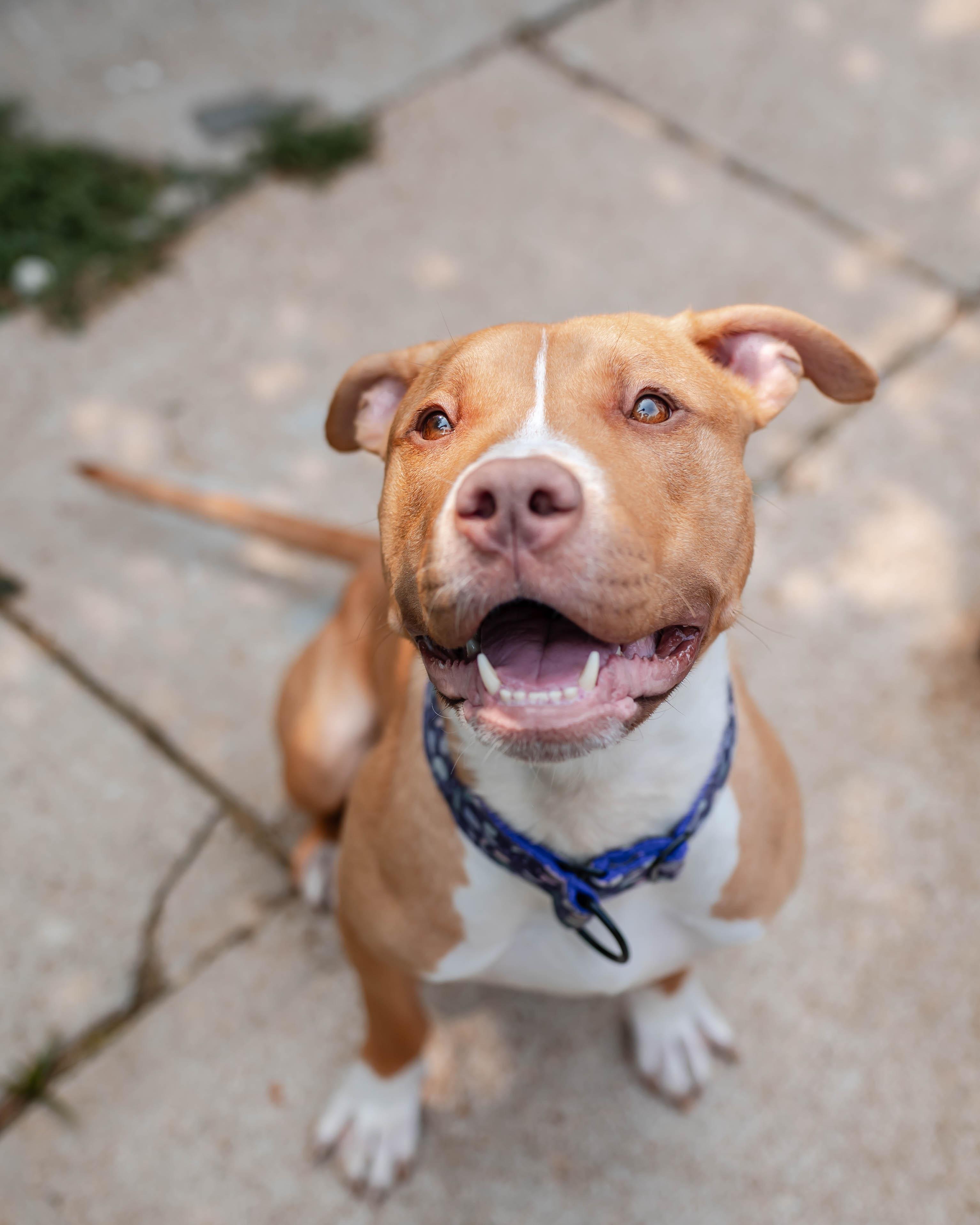 Enlarge Dovie, a ADOPTABLE American Bully in Des Peres, MO image 2/6