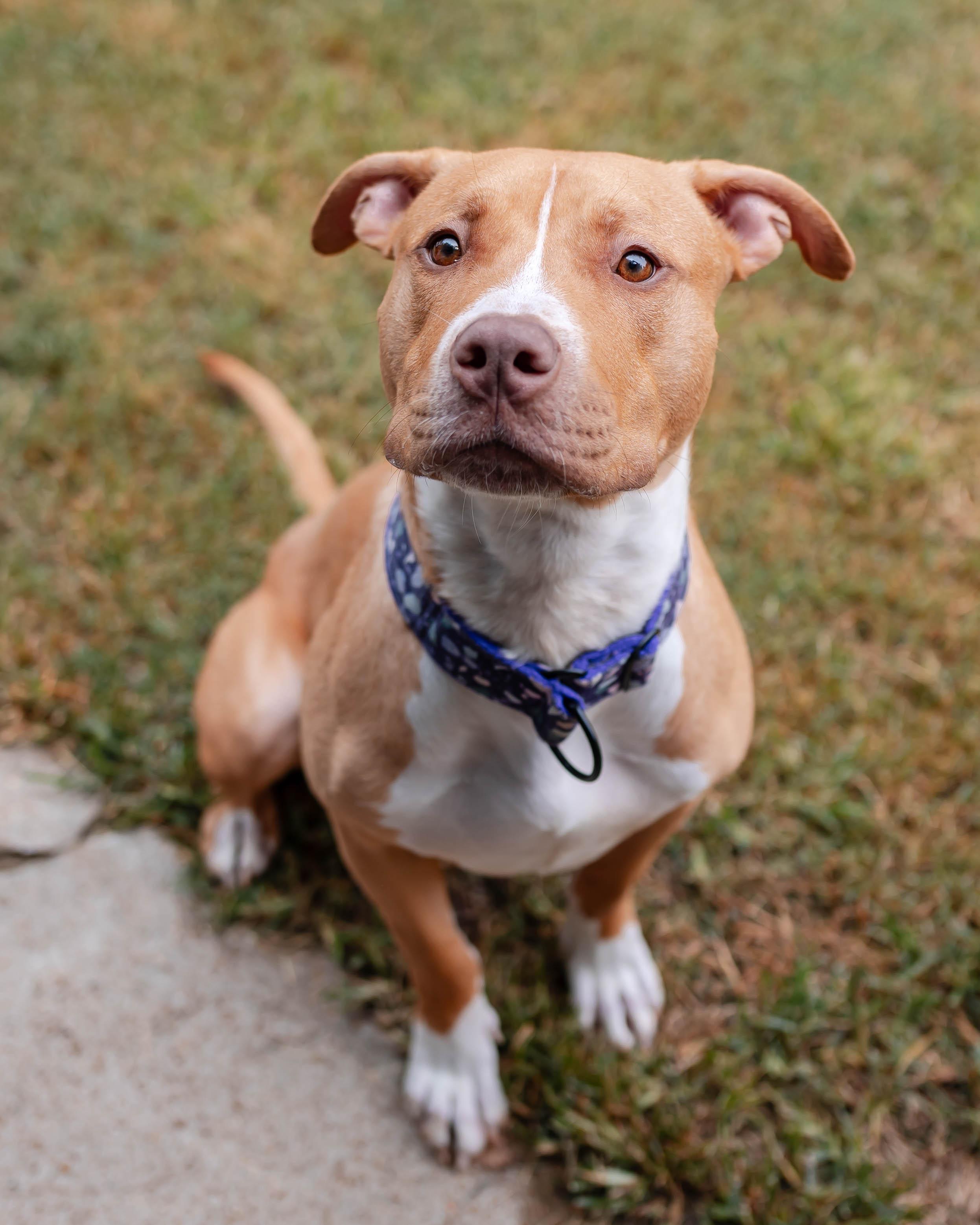 Dovie, ADOPTABLE, Young Female American Bully.