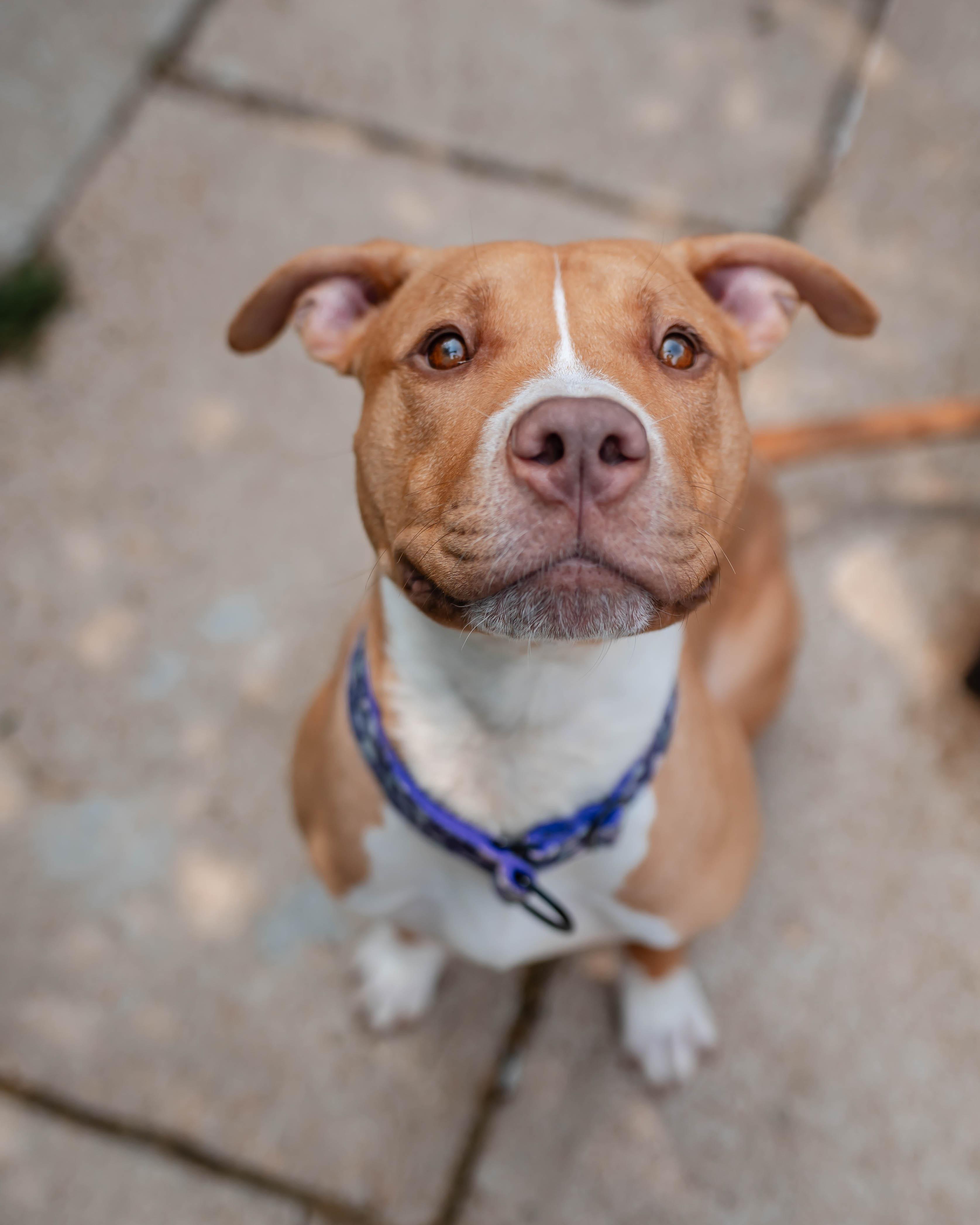 Enlarge Dovie, a ADOPTABLE American Bully in Des Peres, MO image 5/6
