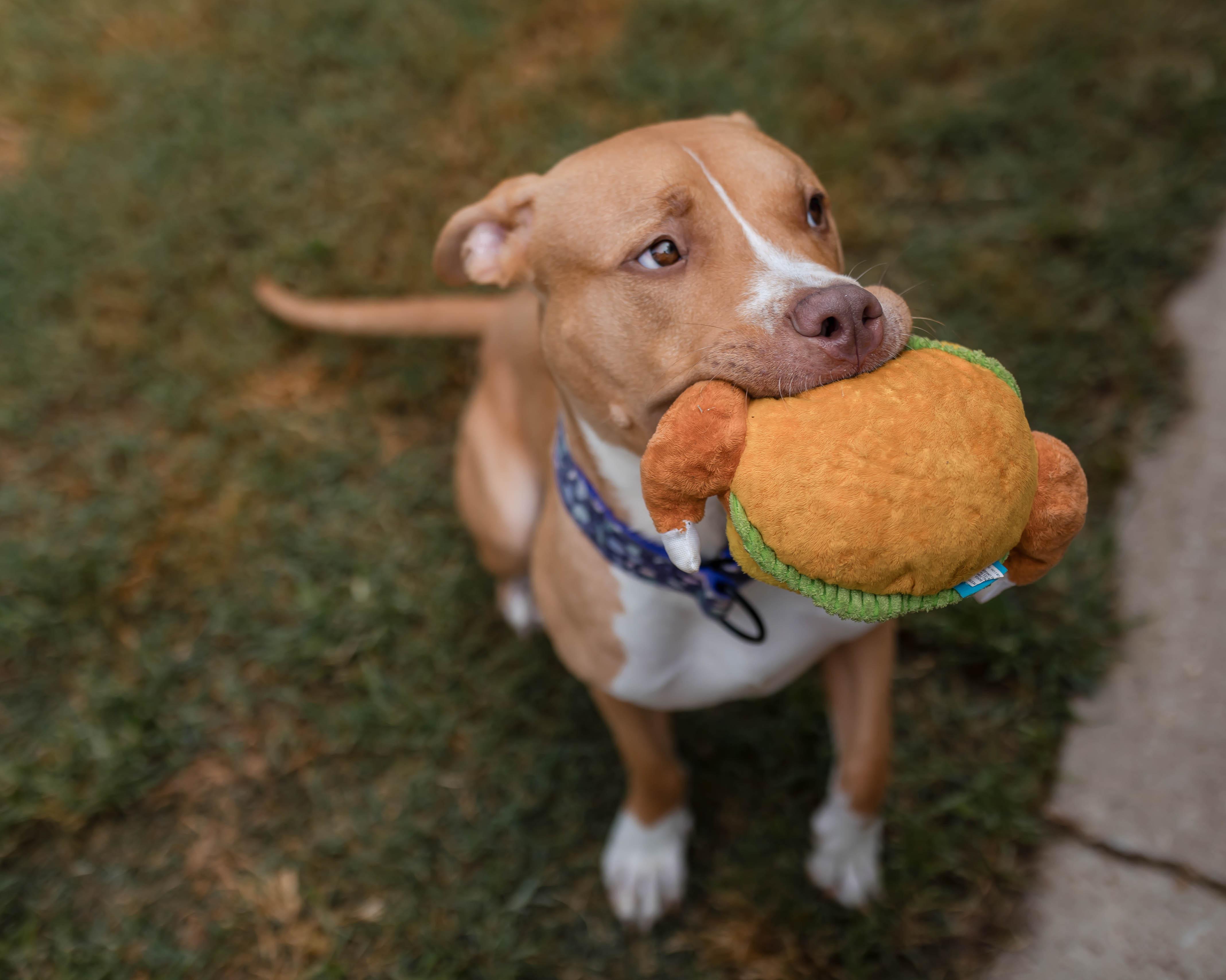 Enlarge Dovie, a ADOPTABLE American Bully in Des Peres, MO image 6/6