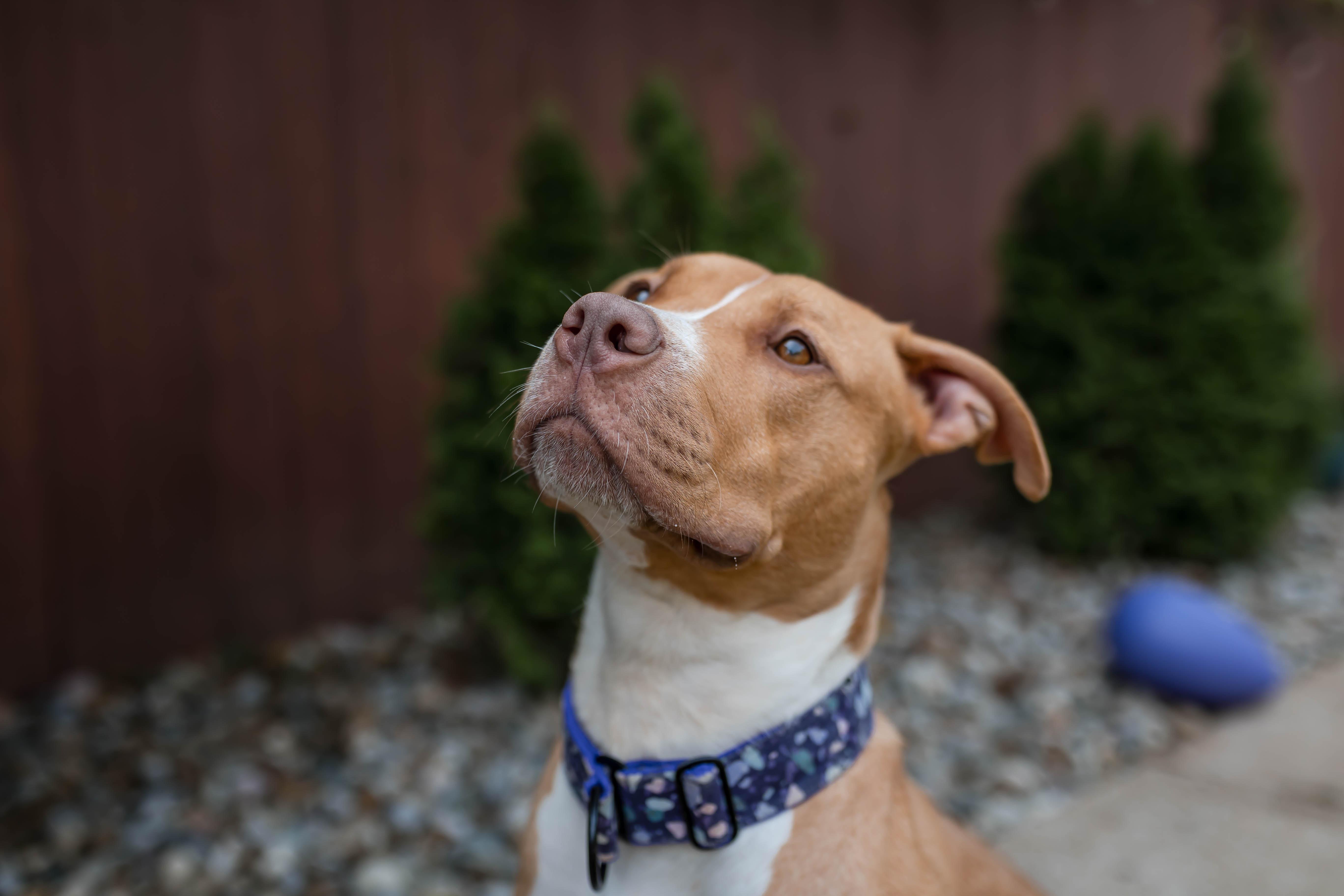 Enlarge Dovie, a ADOPTABLE American Bully in Des Peres, MO image 4/6