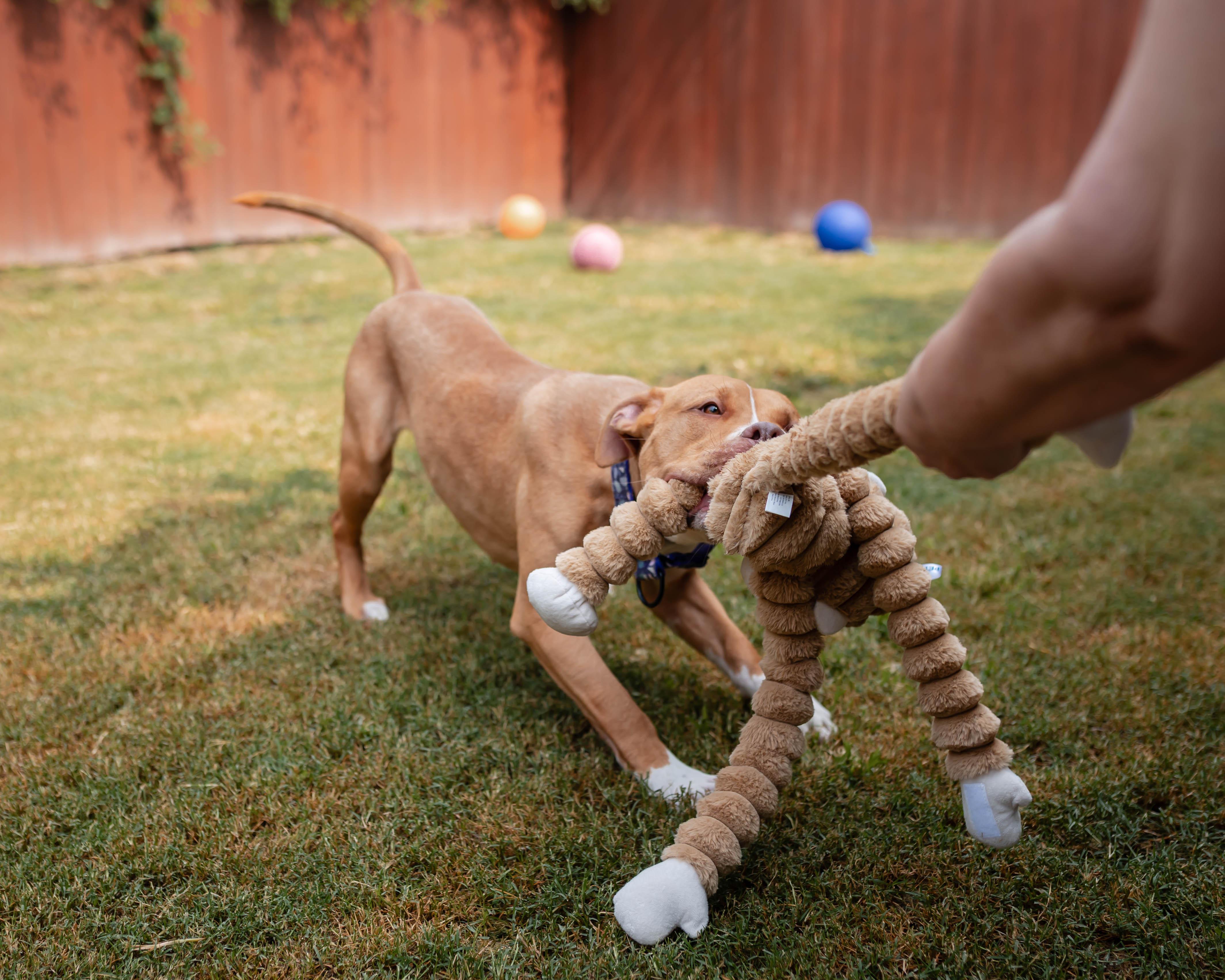Enlarge Dovie, a ADOPTABLE American Bully in Des Peres, MO image 3/6