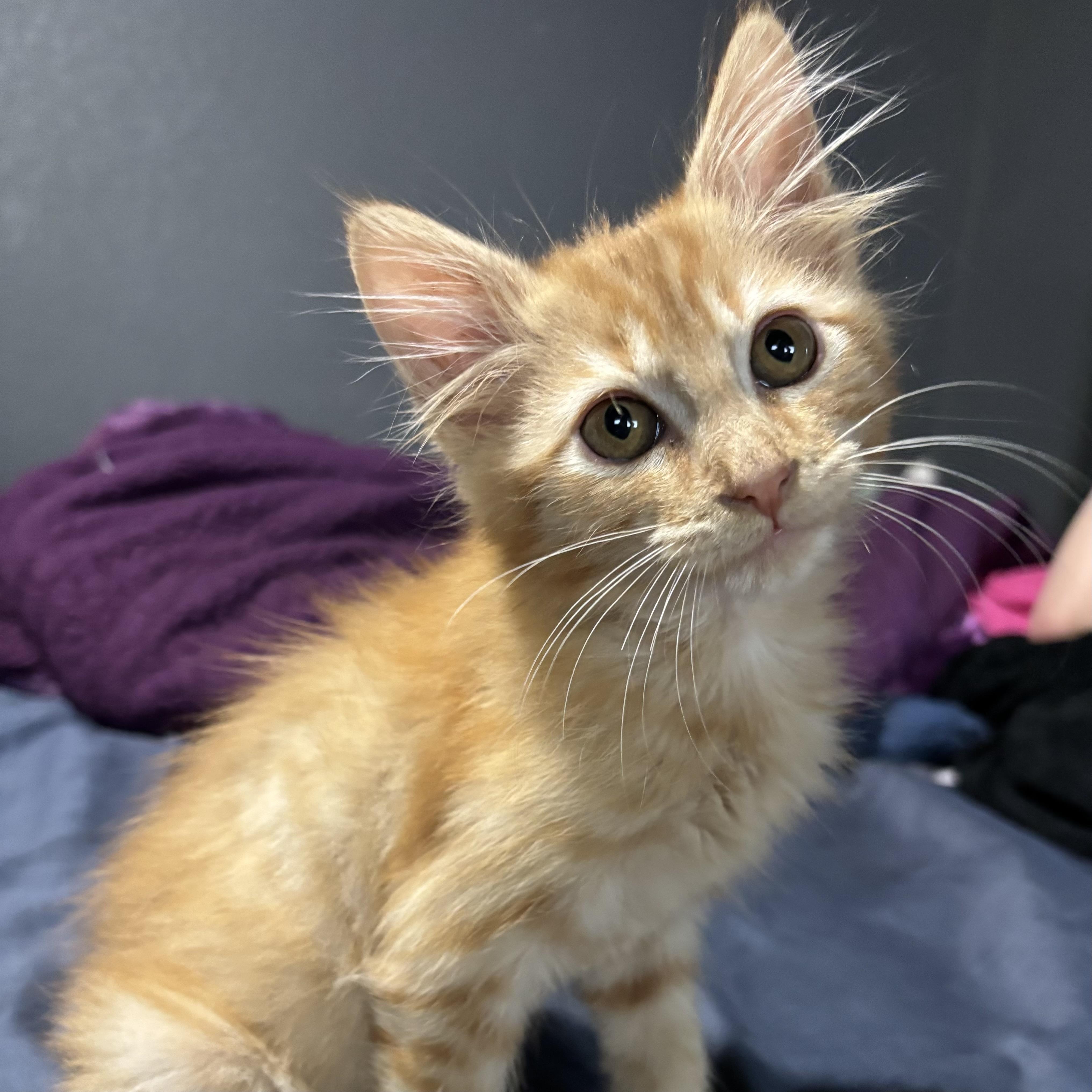 Cheez-It, adopted, Kitten Male Domestic Medium Hair.