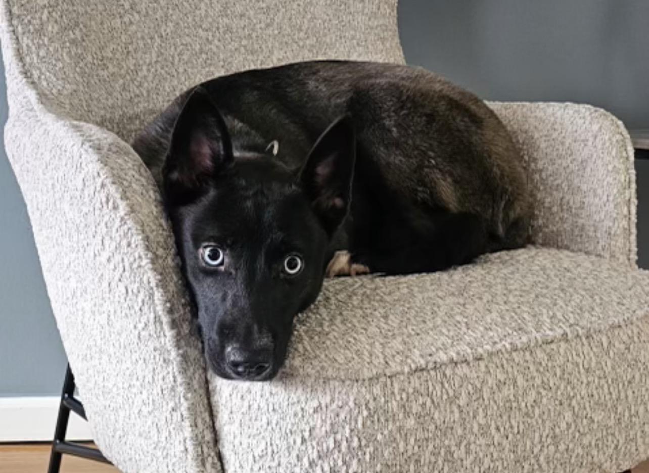 MILA DAISY "In NY: Foster or Forever Home Needed!", an adoptable mixed breed in New York, NY image 3/5