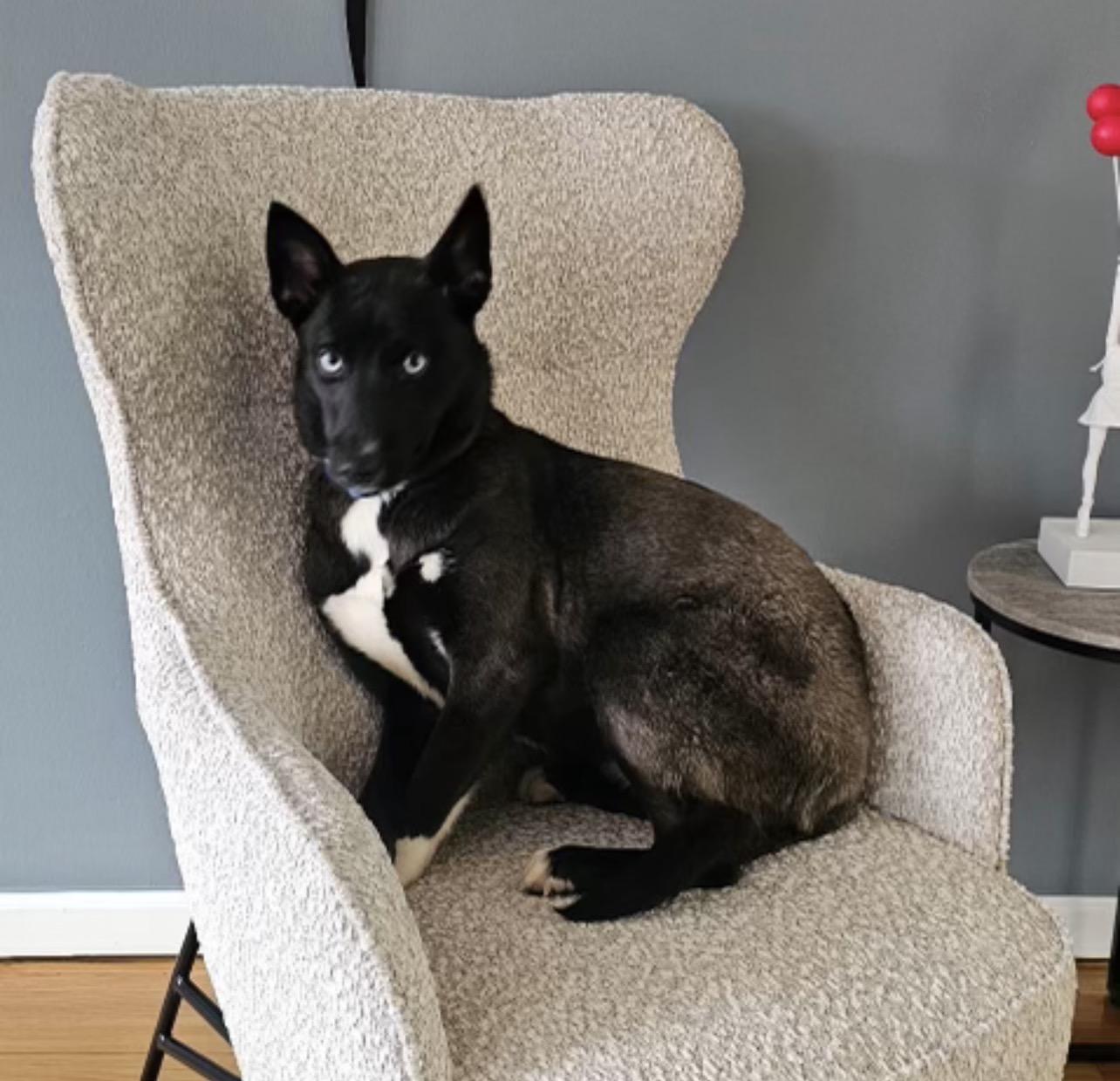 MILA DAISY "In NY: Foster or Forever Home Needed!", an adoptable mixed breed in New York, NY image 5/5
