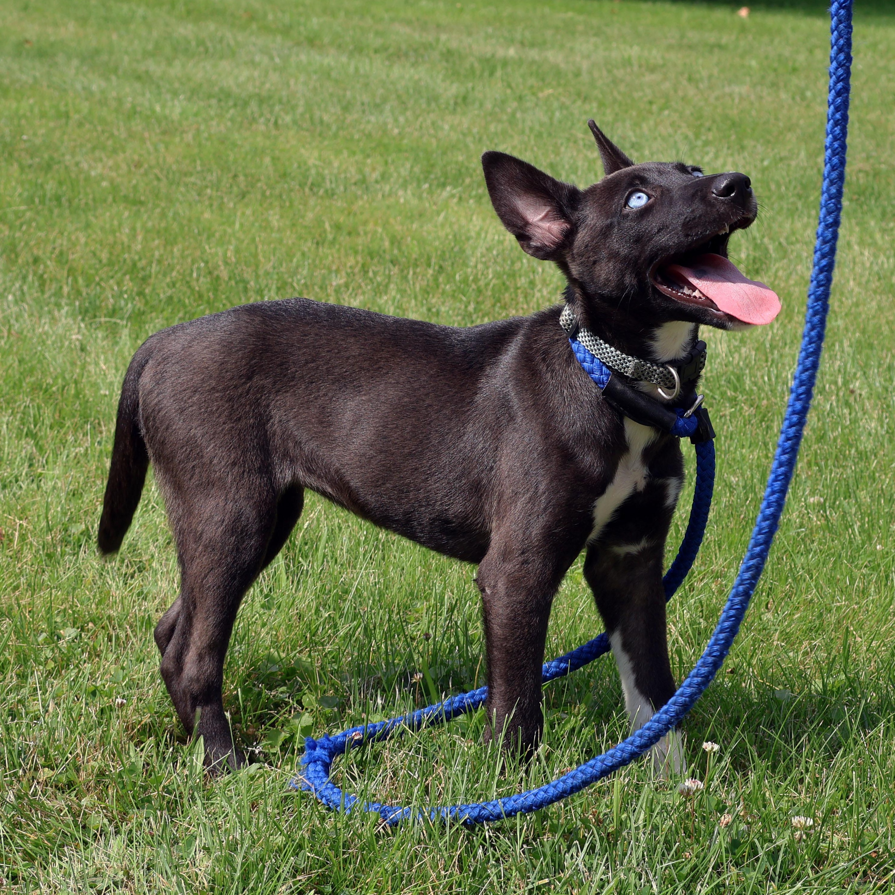 MILA DAISY "In NY: Foster or Forever Home Needed!", a Adoptable mixed breed in New York, NY image 4/6