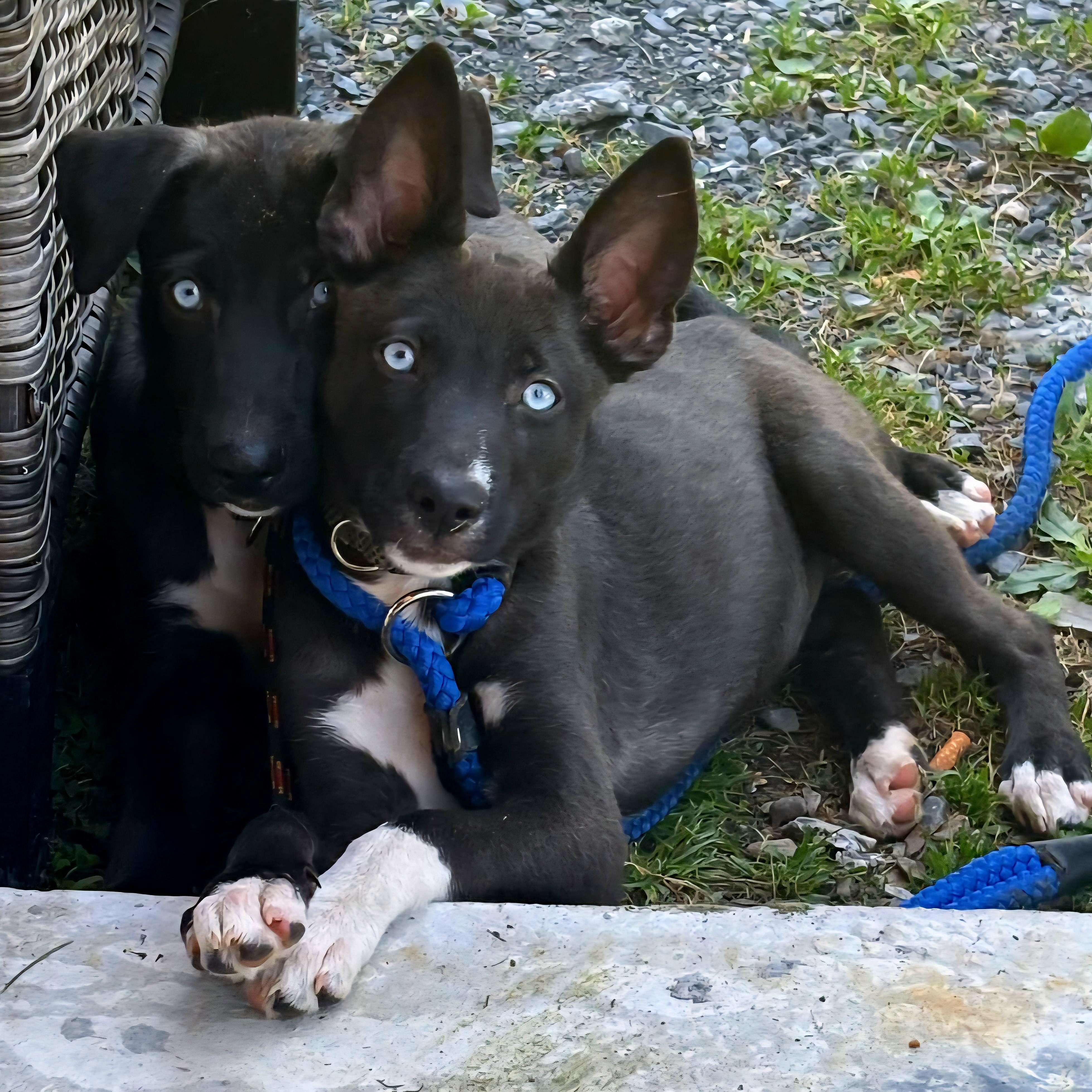 MILA DAISY "In NY: Foster or Forever Home Needed!", a Adoptable mixed breed in New York, NY image 6/6