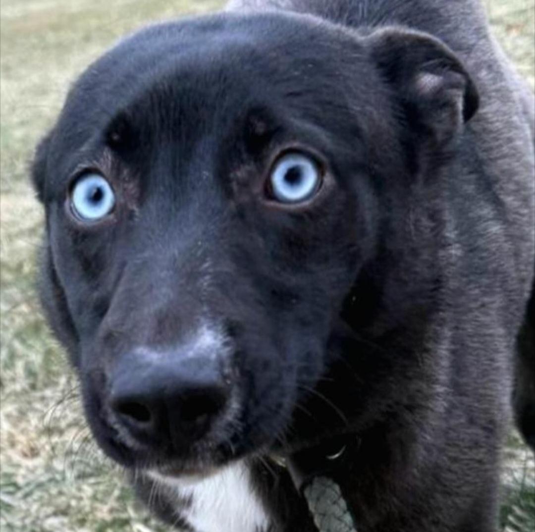 MILA DAISY "In NY: Foster or Forever Home Needed!", a Adoptable mixed breed in New York, NY image 1/6