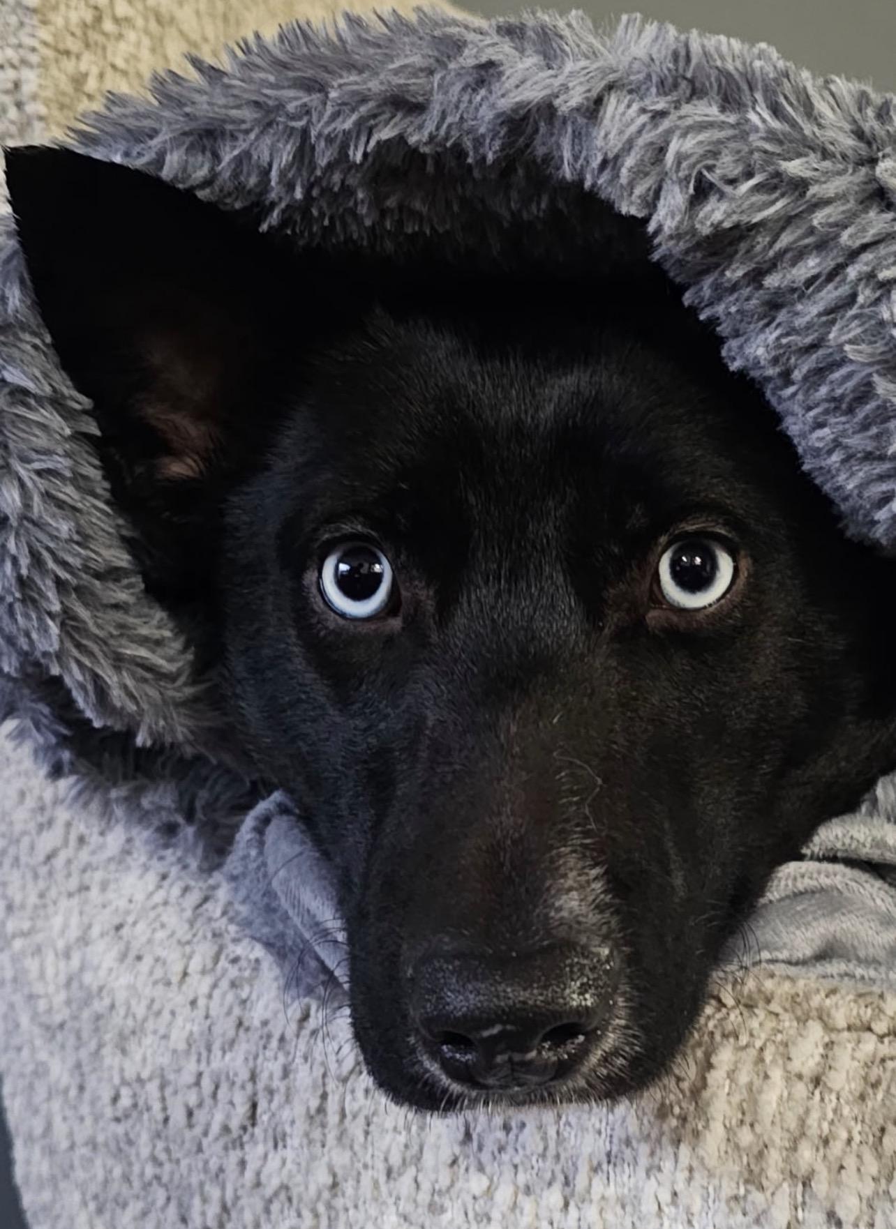 MILA DAISY "In NY: Foster or Forever Home Needed!", an adoptable mixed breed in New York, NY image 1/5
