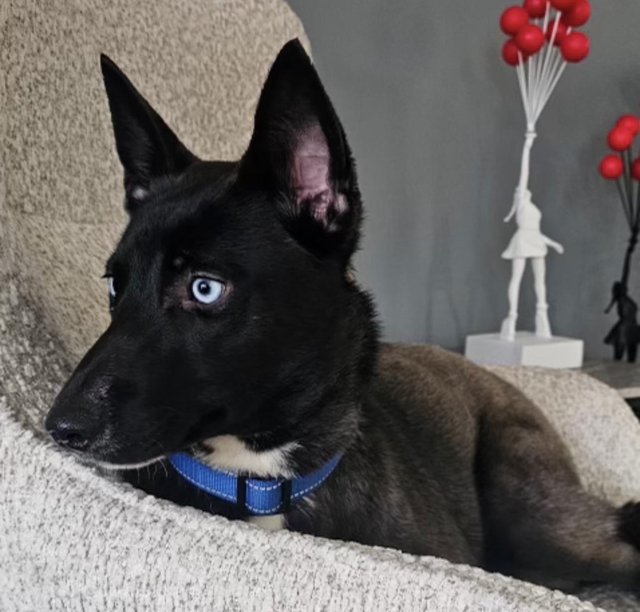 MILA DAISY "In NY: Foster or Forever Home Needed!", an adoptable mixed breed in New York, NY image 4/5