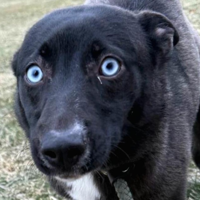 Enlarge MILA DAISY "In NY: Foster or Forever Home Needed!", a Adoptable mixed breed in New York, NY image 1/6