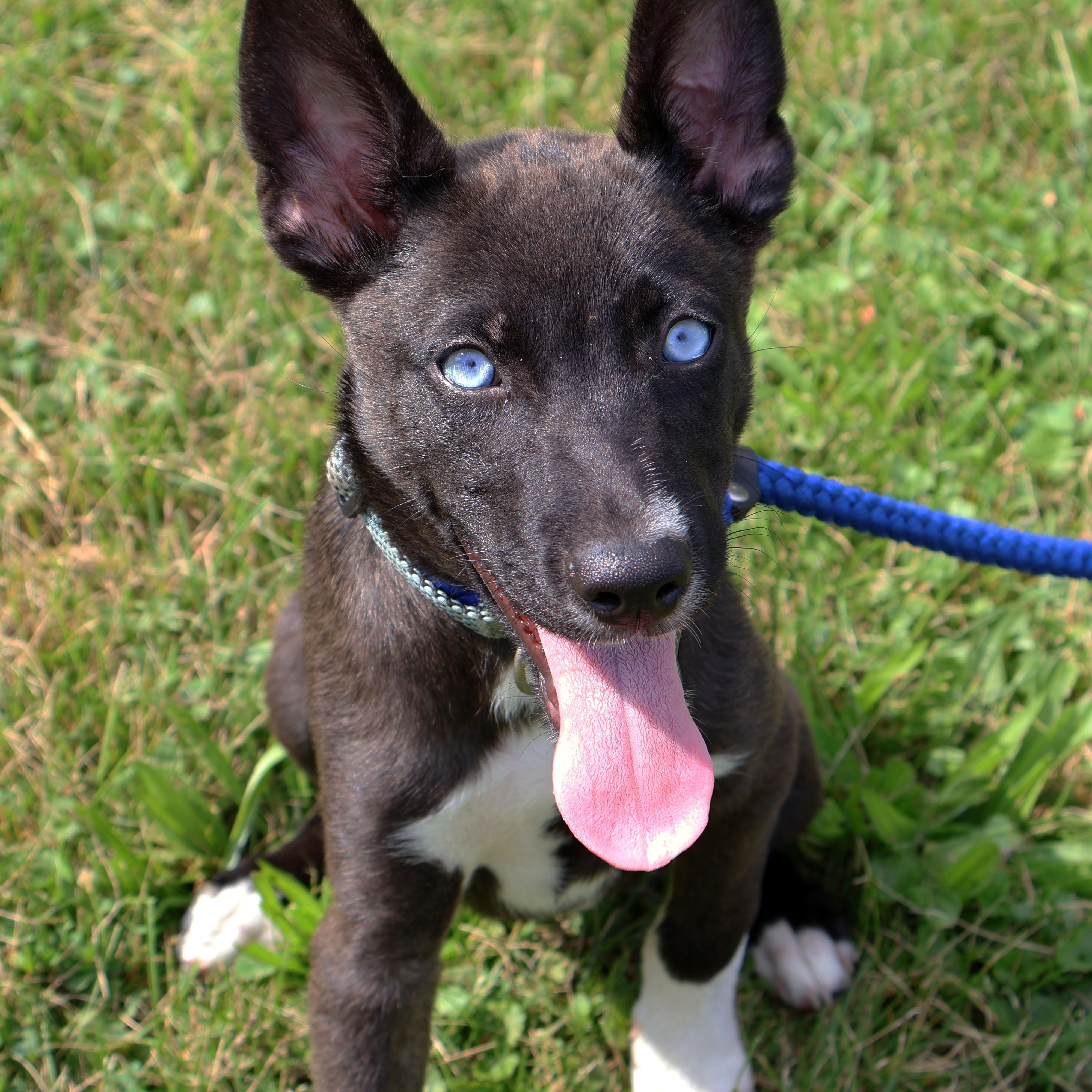 MILA DAISY "In NY: Foster or Forever Home Needed!", a Adoptable mixed breed in New York, NY image 1/6