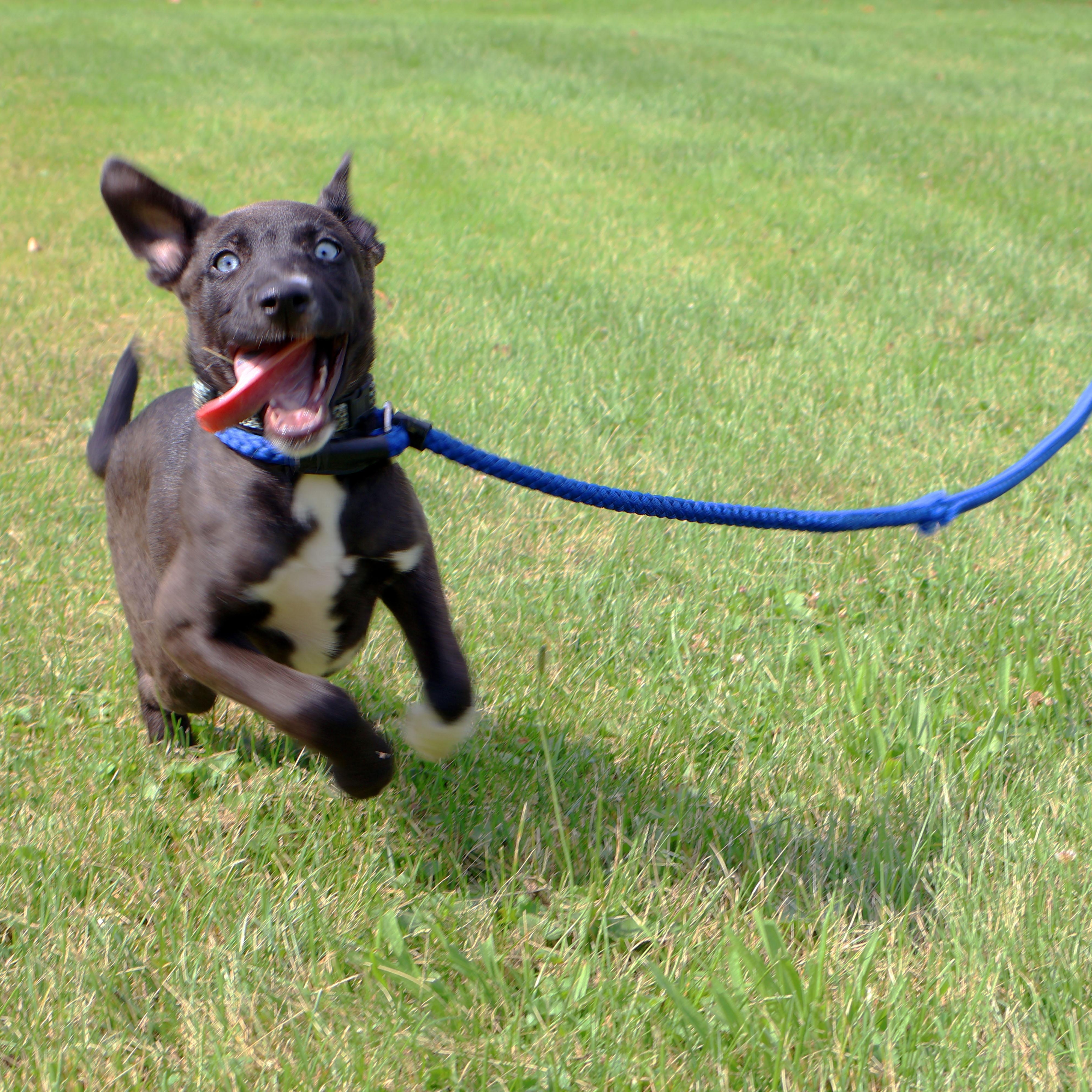 MILA DAISY "In NY: Foster or Forever Home Needed!", a Adoptable mixed breed in New York, NY image 2/6