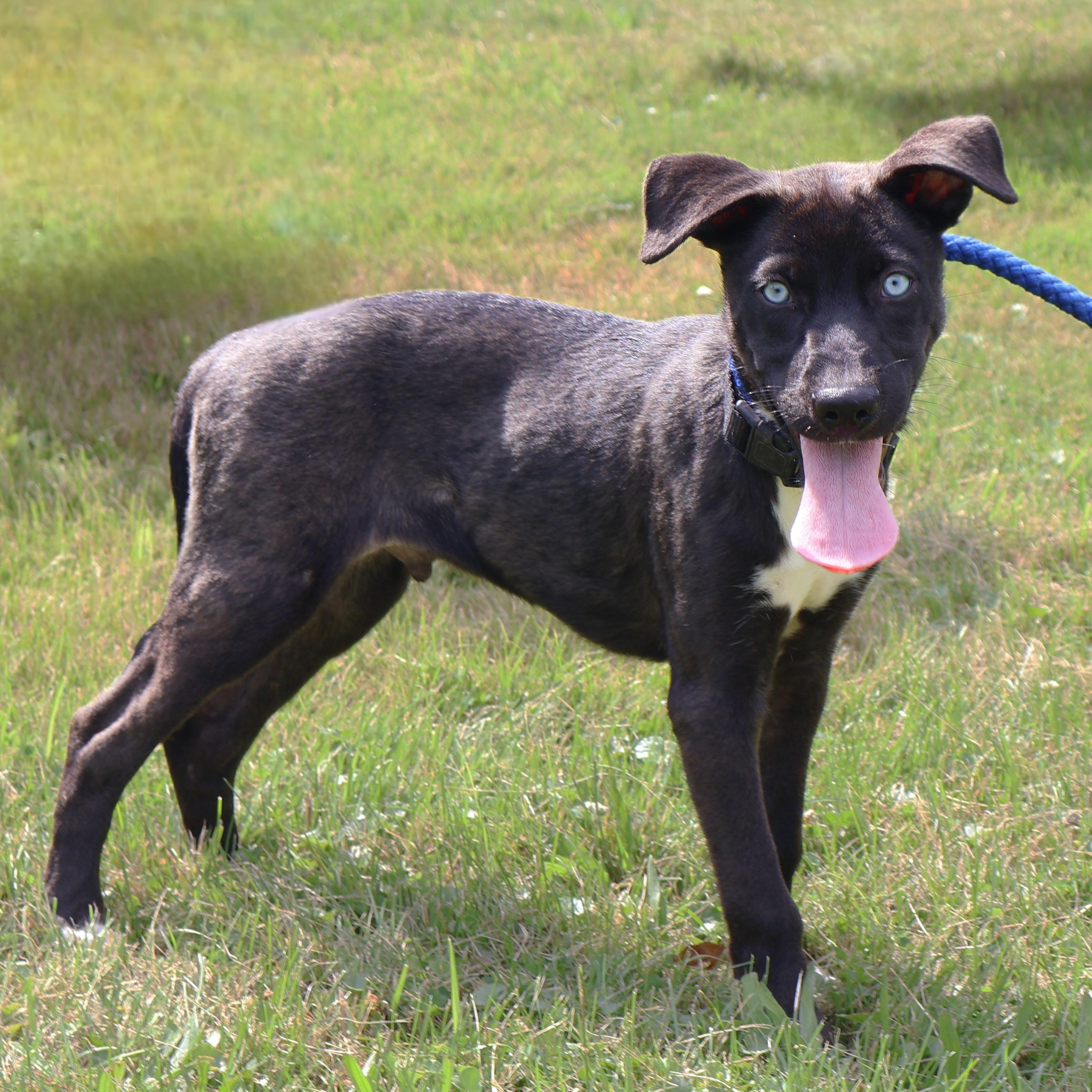 MILA DAISY "In NY: Foster or Forever Home Needed!", a Adoptable mixed breed in New York, NY image 3/6