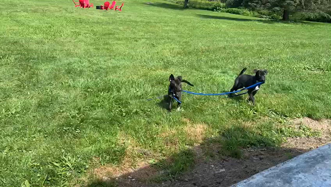 Enlarge MILA DAISY "In NY: Foster or Forever Home Needed!", a Adoptable mixed breed in New York, NY video 5/6