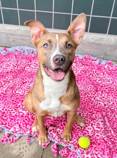 PHOEBE, Adoptable, Young Female Pit Bull Terrier.