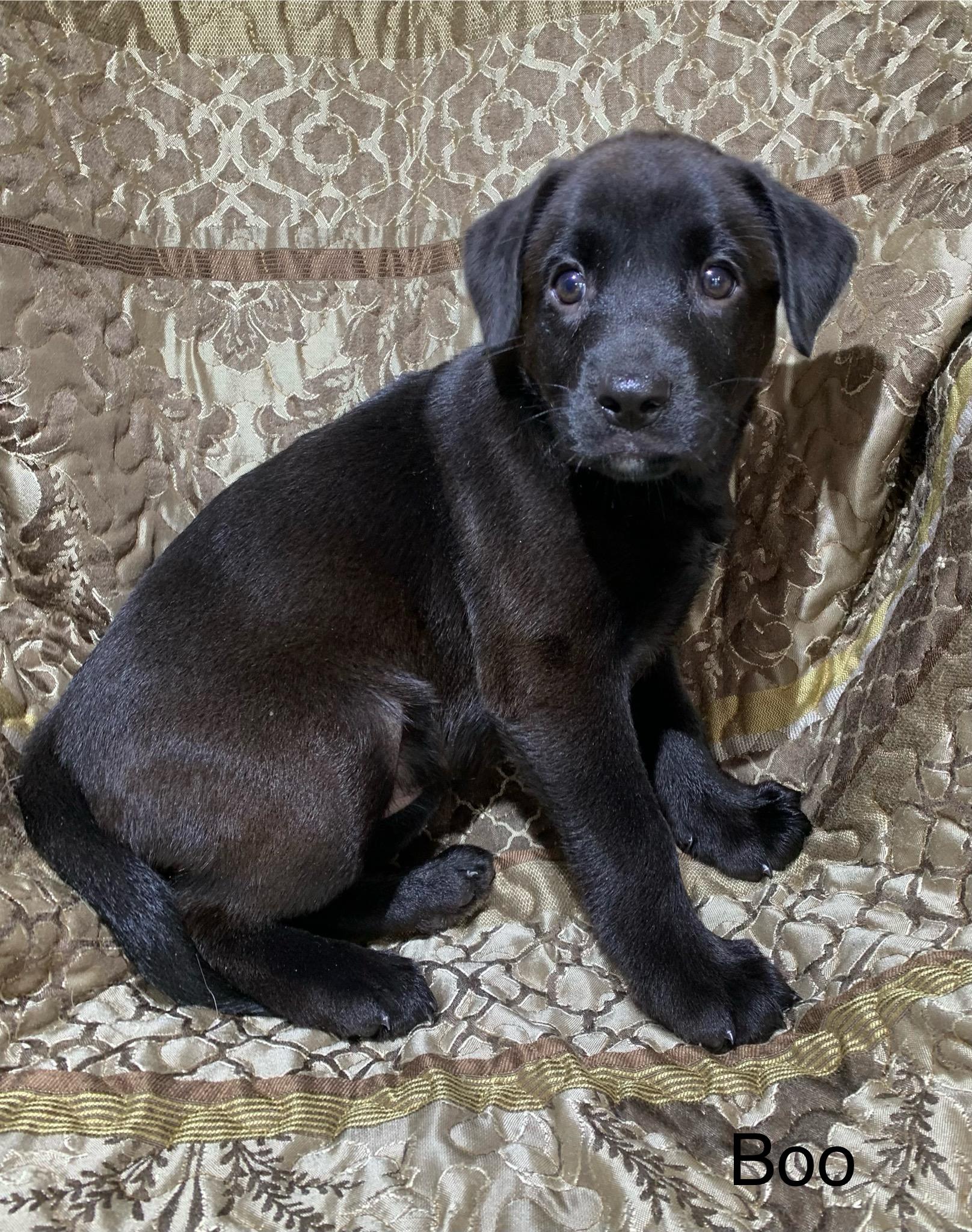Enlarge Boo, a ADOPTABLE mixed breed in Massena, NY image 1/1