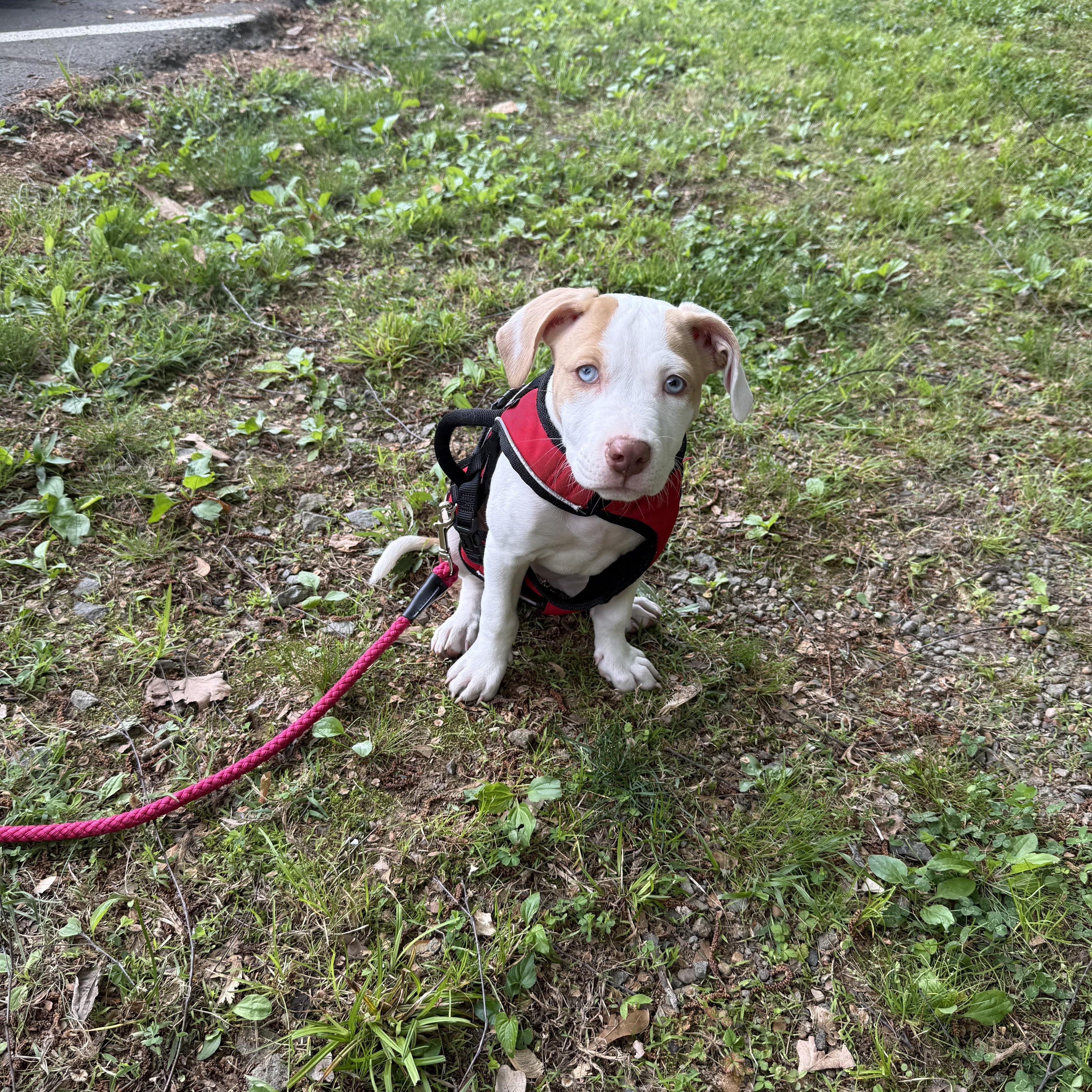 Muchi , a ADOPTABLE mixed breed in Fishkill , NY image 2/6