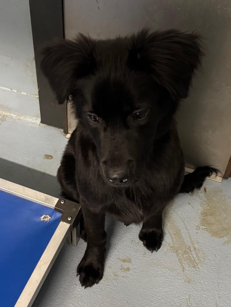 Mike, Adoptable, Puppy Male Mixed Breed.
