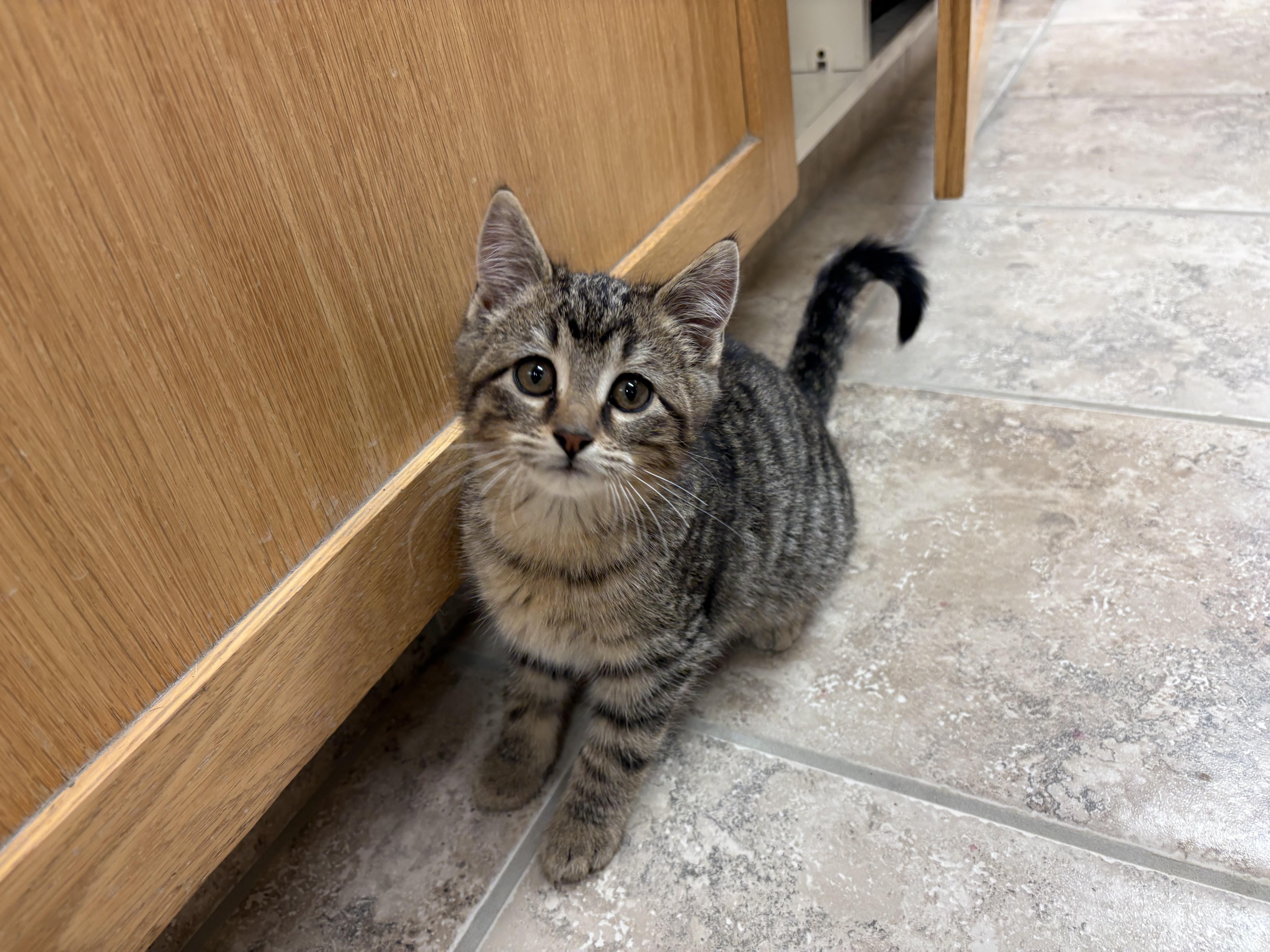 Tinsel, a ADOPTABLE mixed breed in Hays, KS image 1/6