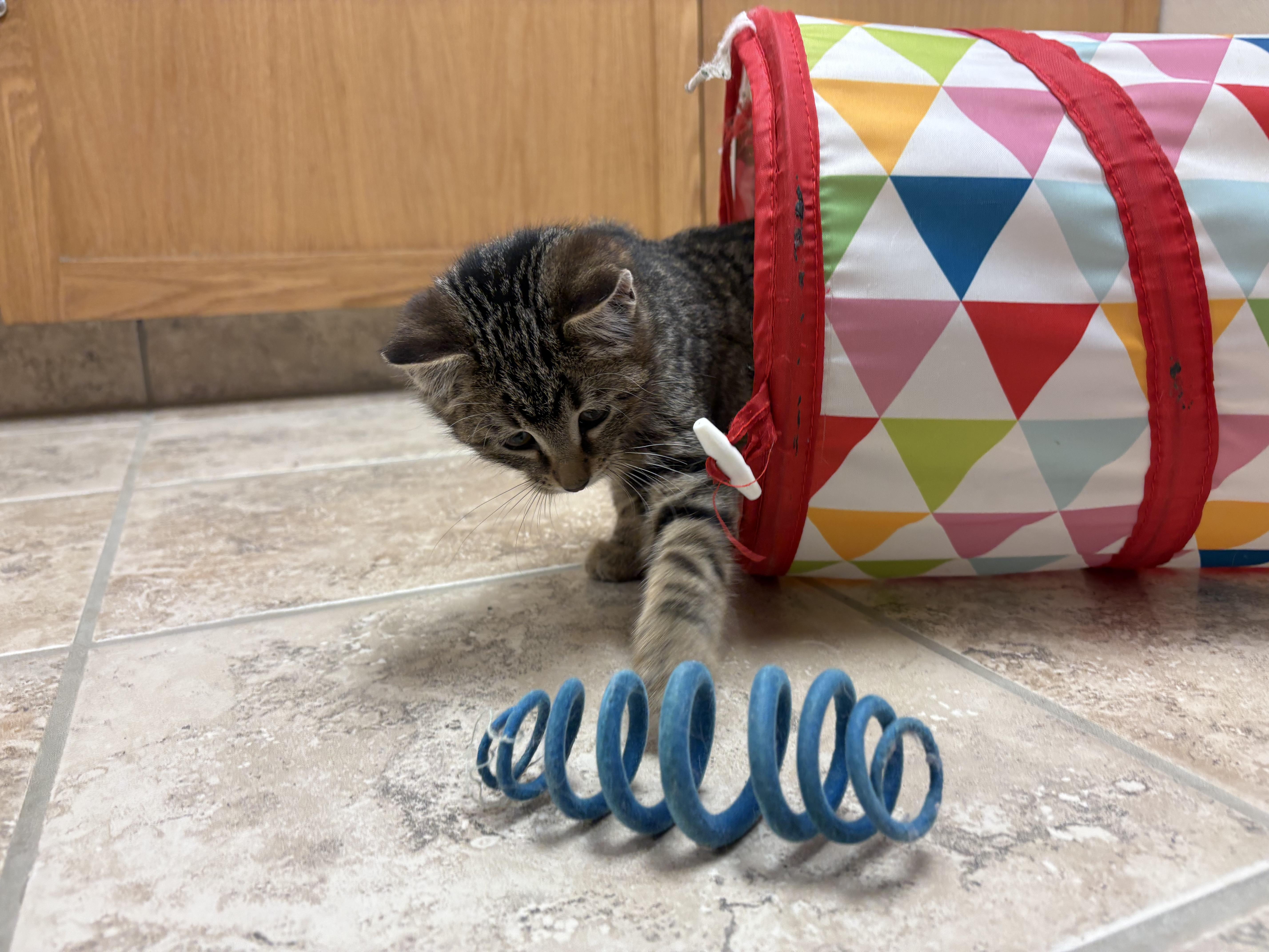 Tinsel, a ADOPTABLE mixed breed in Hays, KS image 3/6