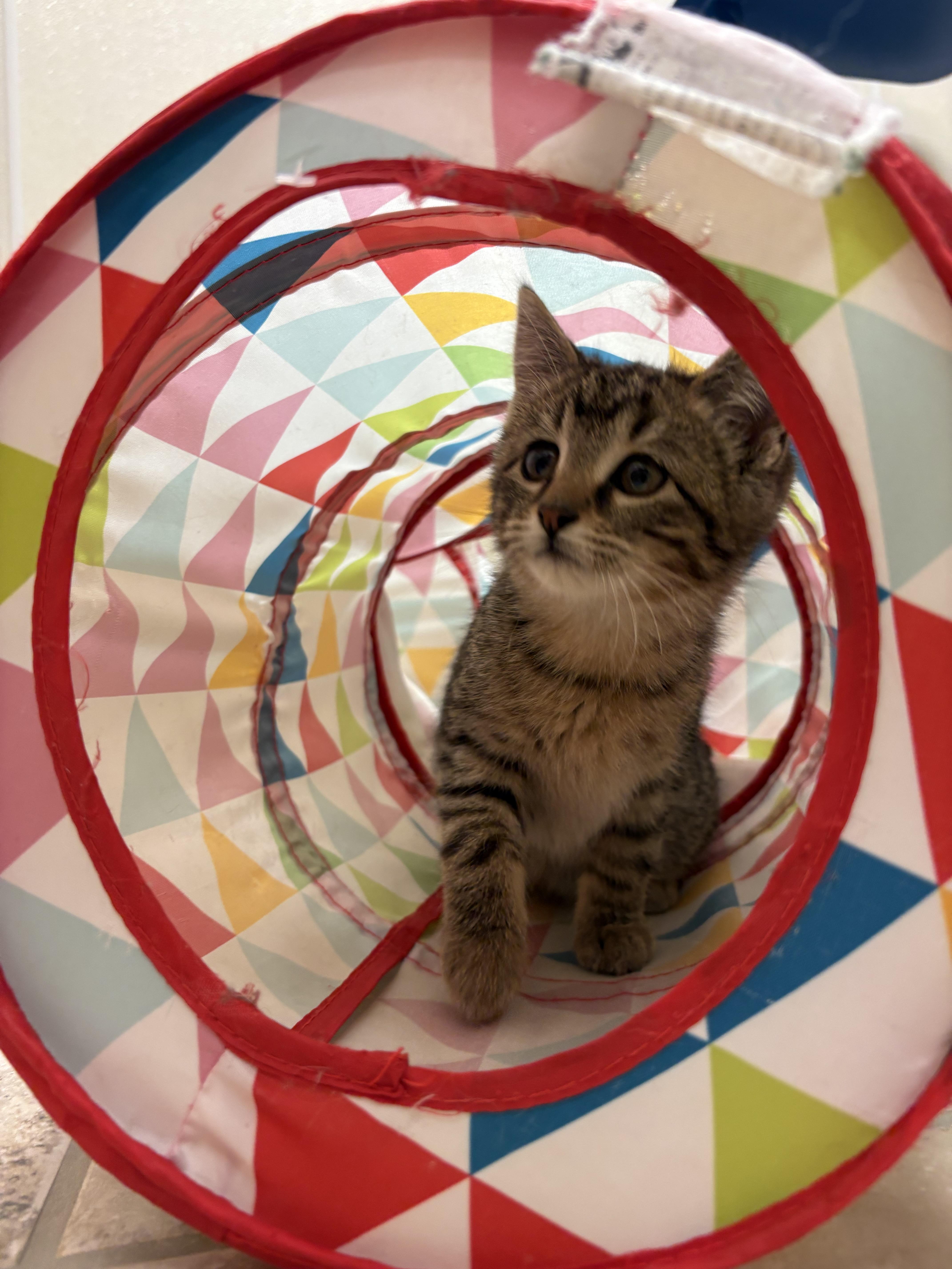 Tinsel, a ADOPTABLE mixed breed in Hays, KS image 5/6