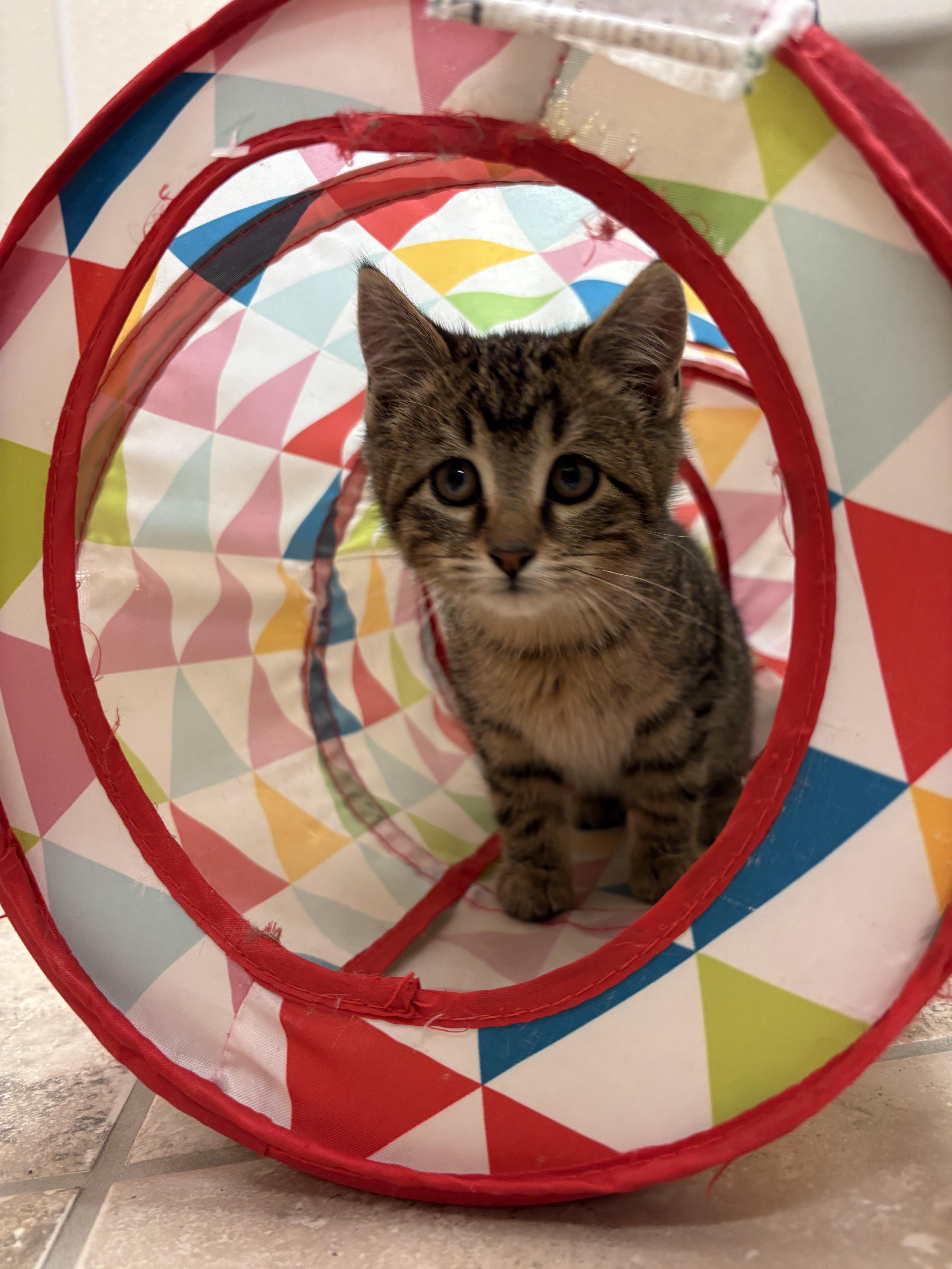 Tinsel, a ADOPTABLE mixed breed in Hays, KS image 6/6