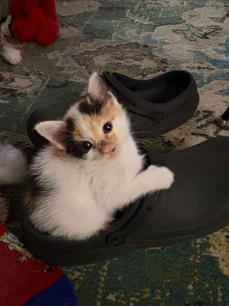 Vitpilen, Adoptable, Kitten Female Domestic Short Hair.