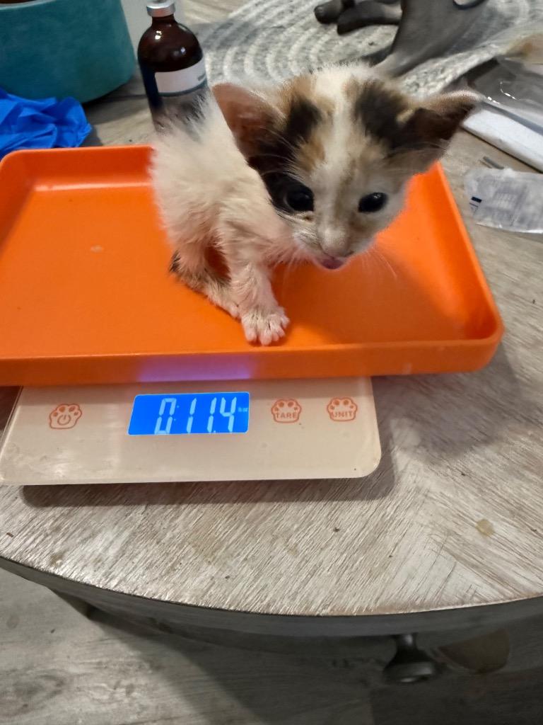 Enlarge Vitpilen, a Adoptable mixed breed in Newnan, GA image 2/2