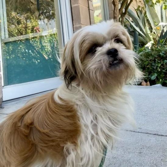 Kenji, ADOPTABLE, Adult Male Shih Tzu.