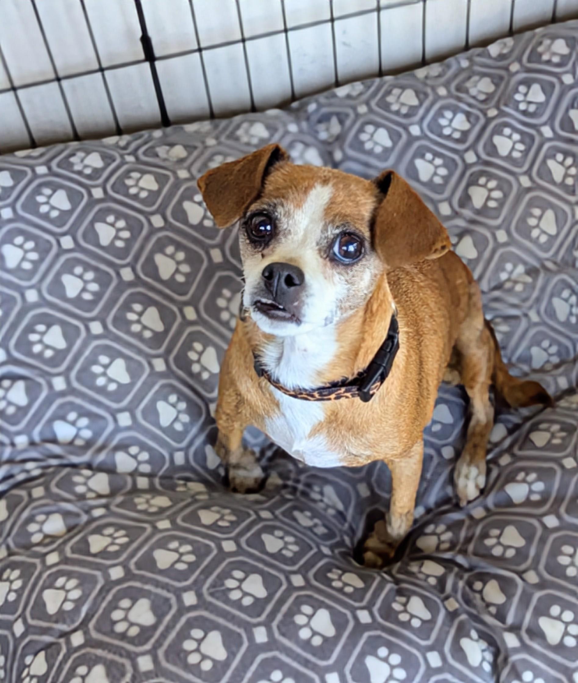 Boo Boo, a Adoptable mixed breed in San Jose, CA image 1/3