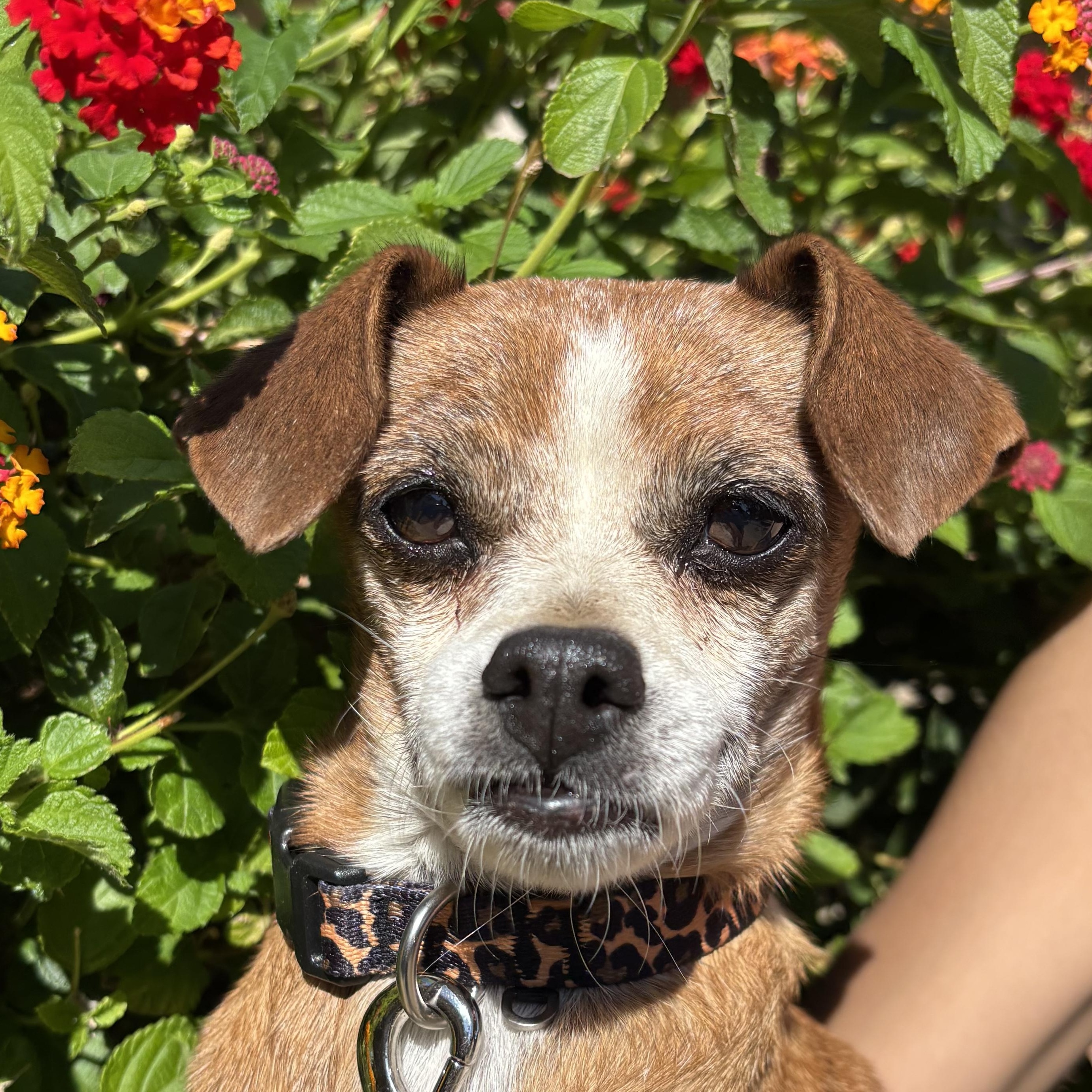 Boo Boo, a Adoptable mixed breed in San Jose, CA image 3/3