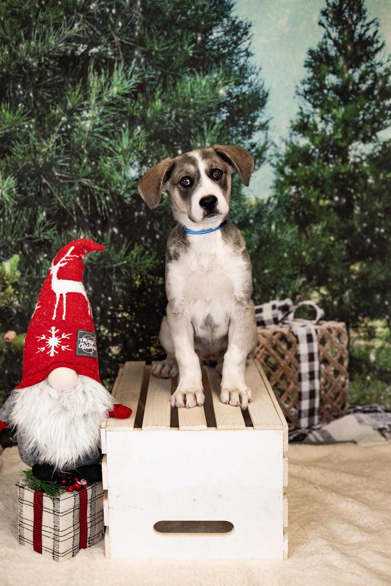 Enlarge #1034-25, a ADOPTABLE mixed breed in Brighton, CO image 1/1