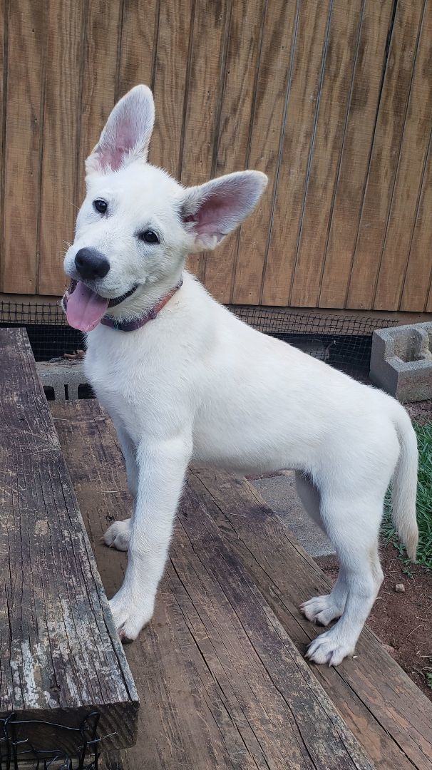 Thelma, a Adopted mixed breed in Greenville, SC image 1/6