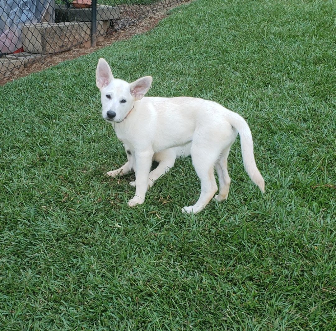 Thelma, a Adopted mixed breed in Greenville, SC image 2/6