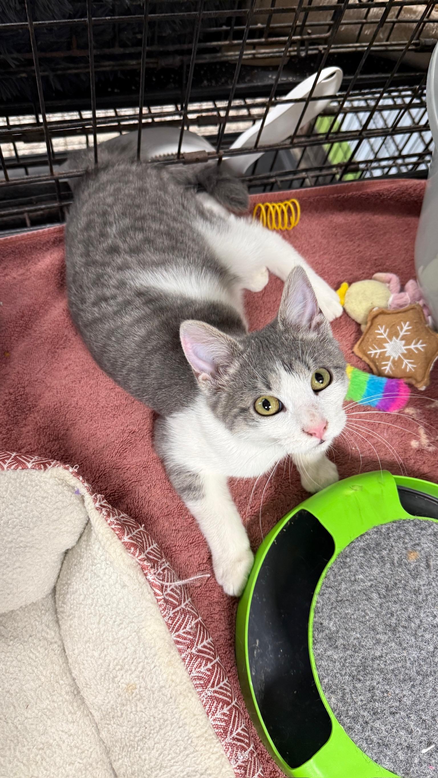 Casanova, an adopted Domestic Short Hair in Richmond, KY image 1/5