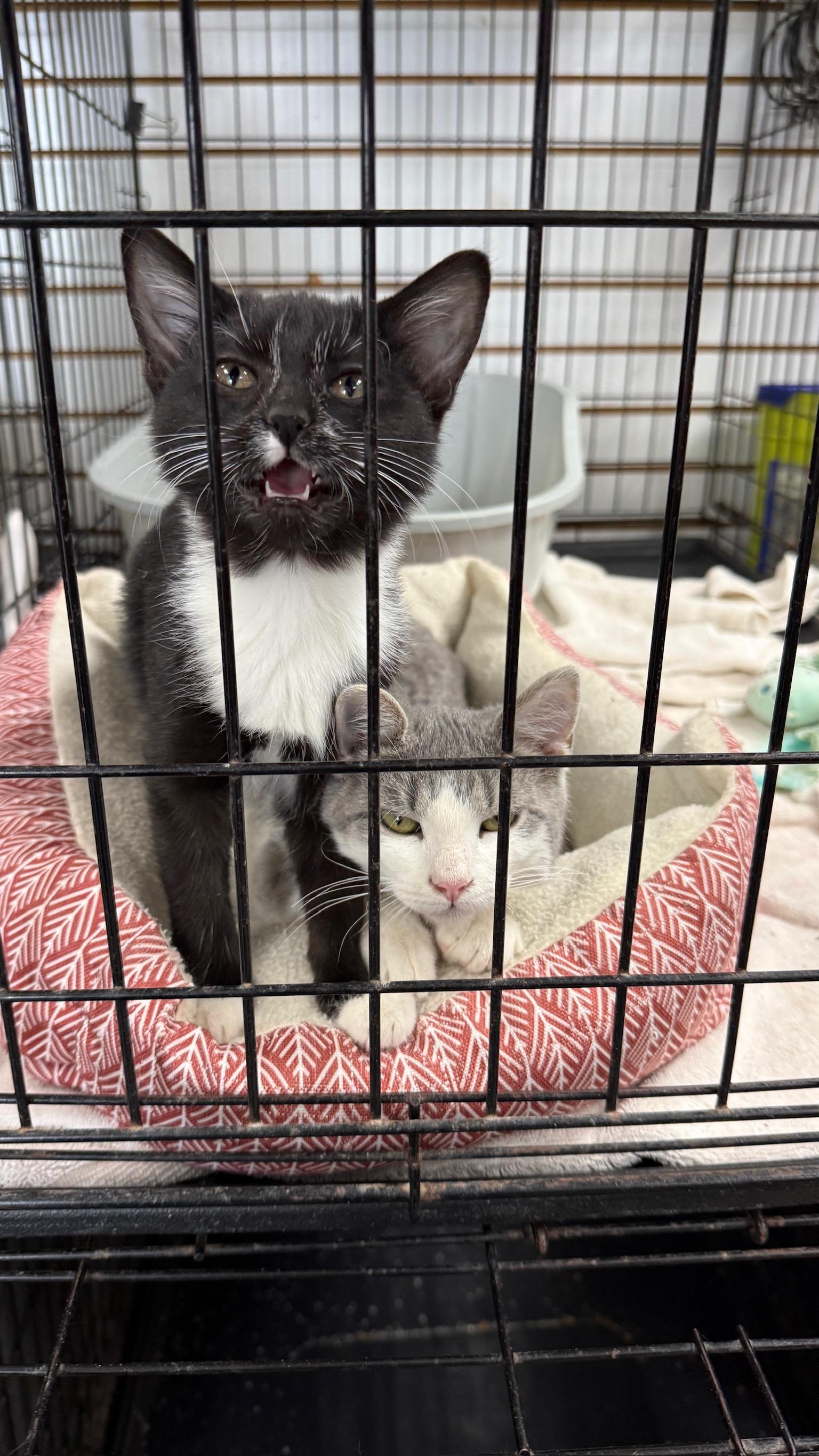 Casanova, an adopted Domestic Short Hair in Richmond, KY image 5/5