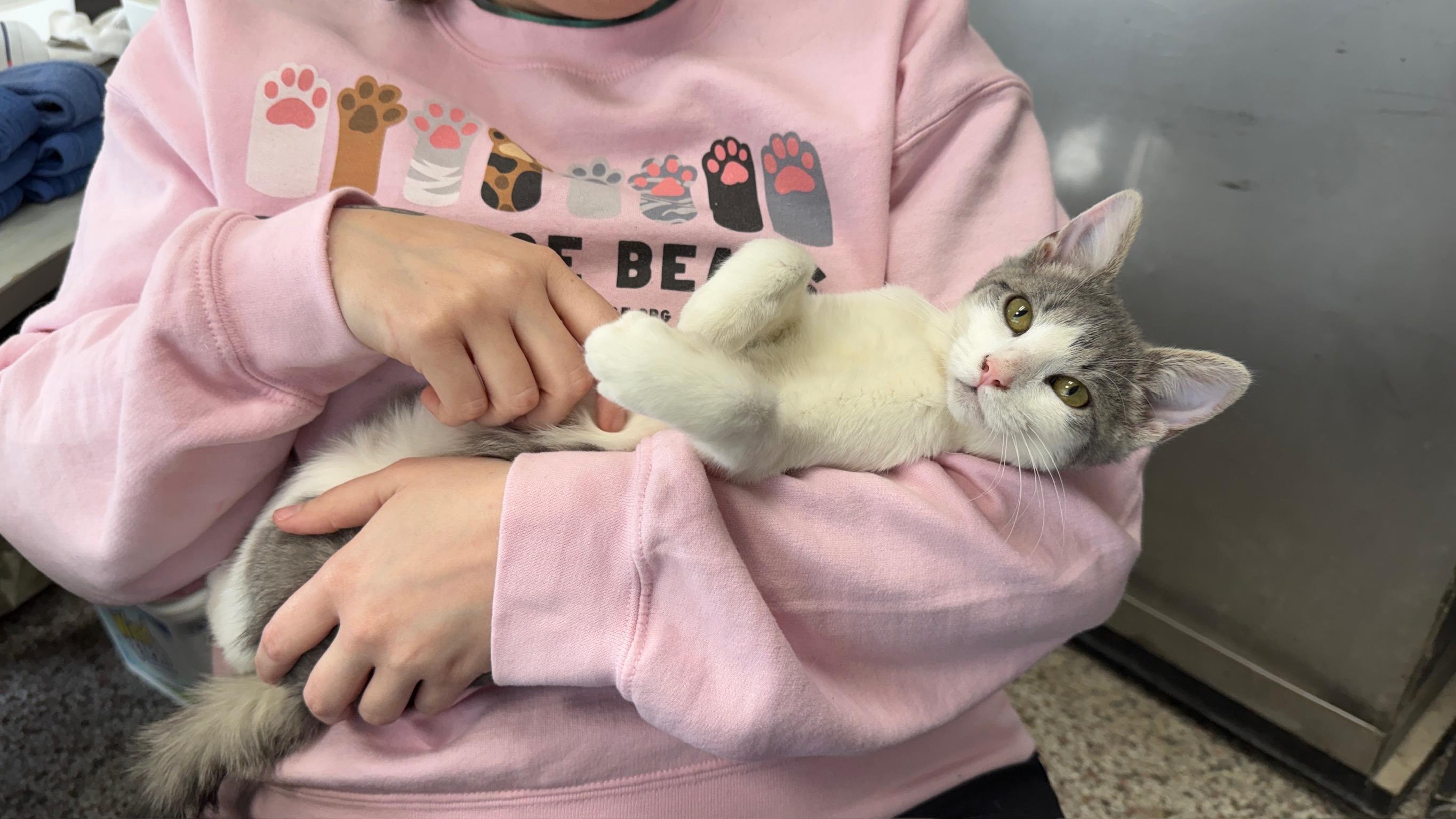 Casanova, an adopted Domestic Short Hair in Richmond, KY image 4/5