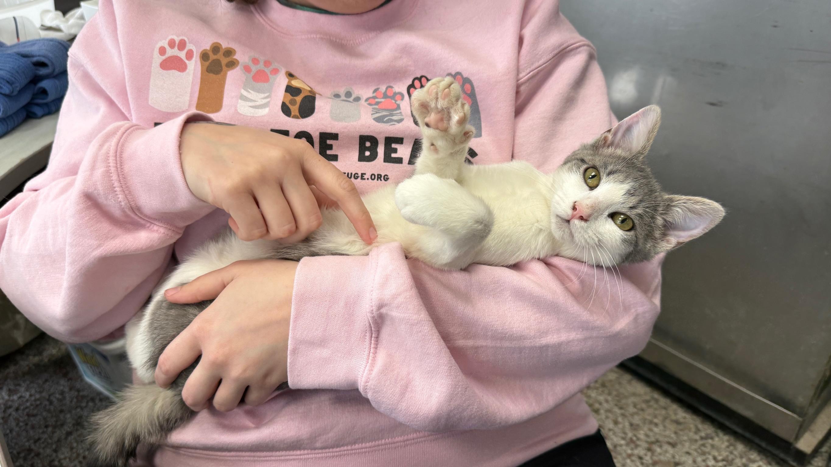 Casanova, an adopted Domestic Short Hair in Richmond, KY image 2/5