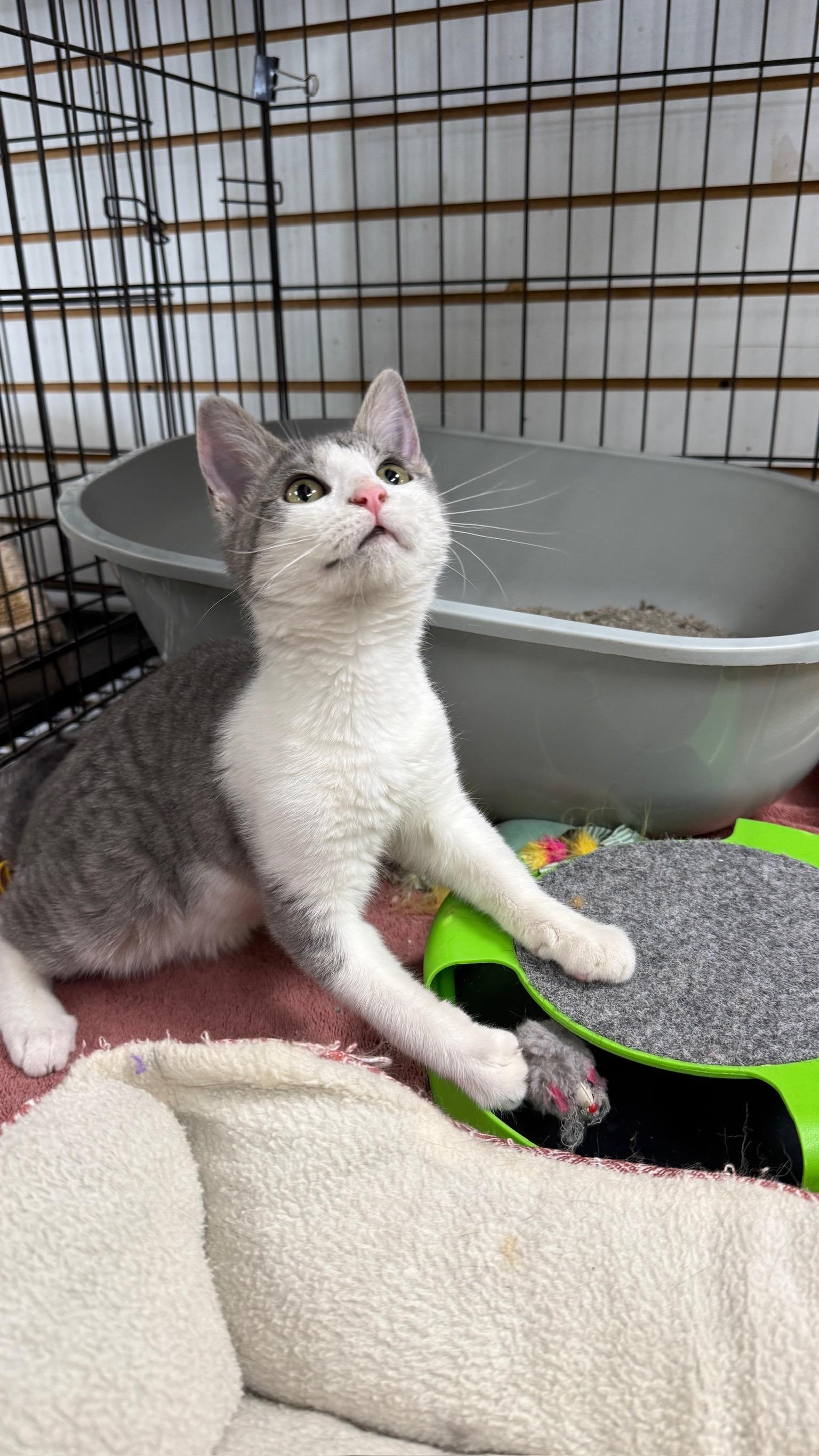 Casanova, an adopted Domestic Short Hair in Richmond, KY image 3/5